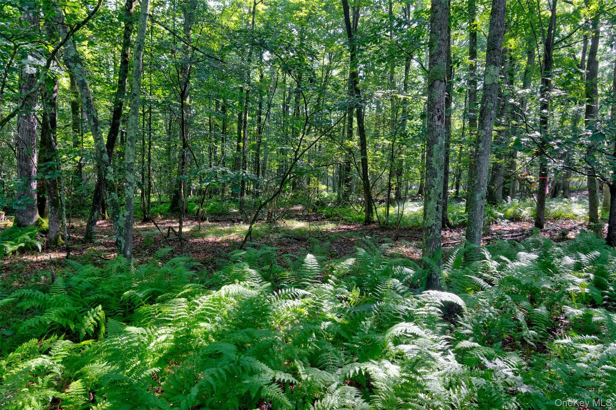 Lot 23 Perry Pond Road, Tusten, NY, ,Land,For Rent,Perry Pond,0,1032899 Lot 23 Perry Pond Road, Tusten, NY, ,Land,For Rent,Perry Pond,0,1032899