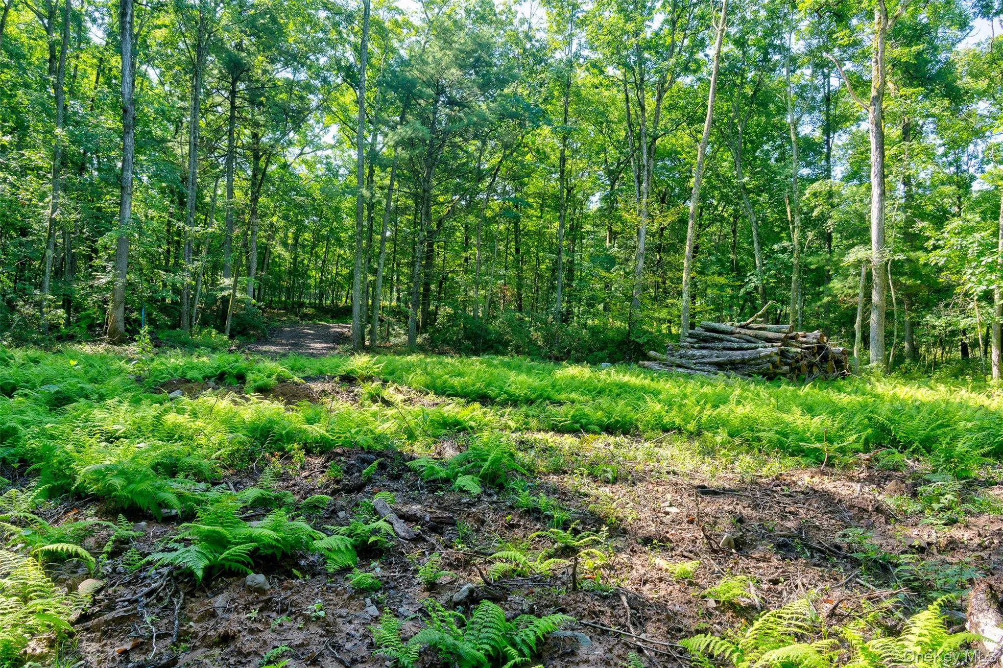 Lot 23 Perry Pond Road, Tusten, NY, ,Land,For Rent,Perry Pond,0,1032899 Lot 23 Perry Pond Road, Tusten, NY, ,Land,For Rent,Perry Pond,0,1032899