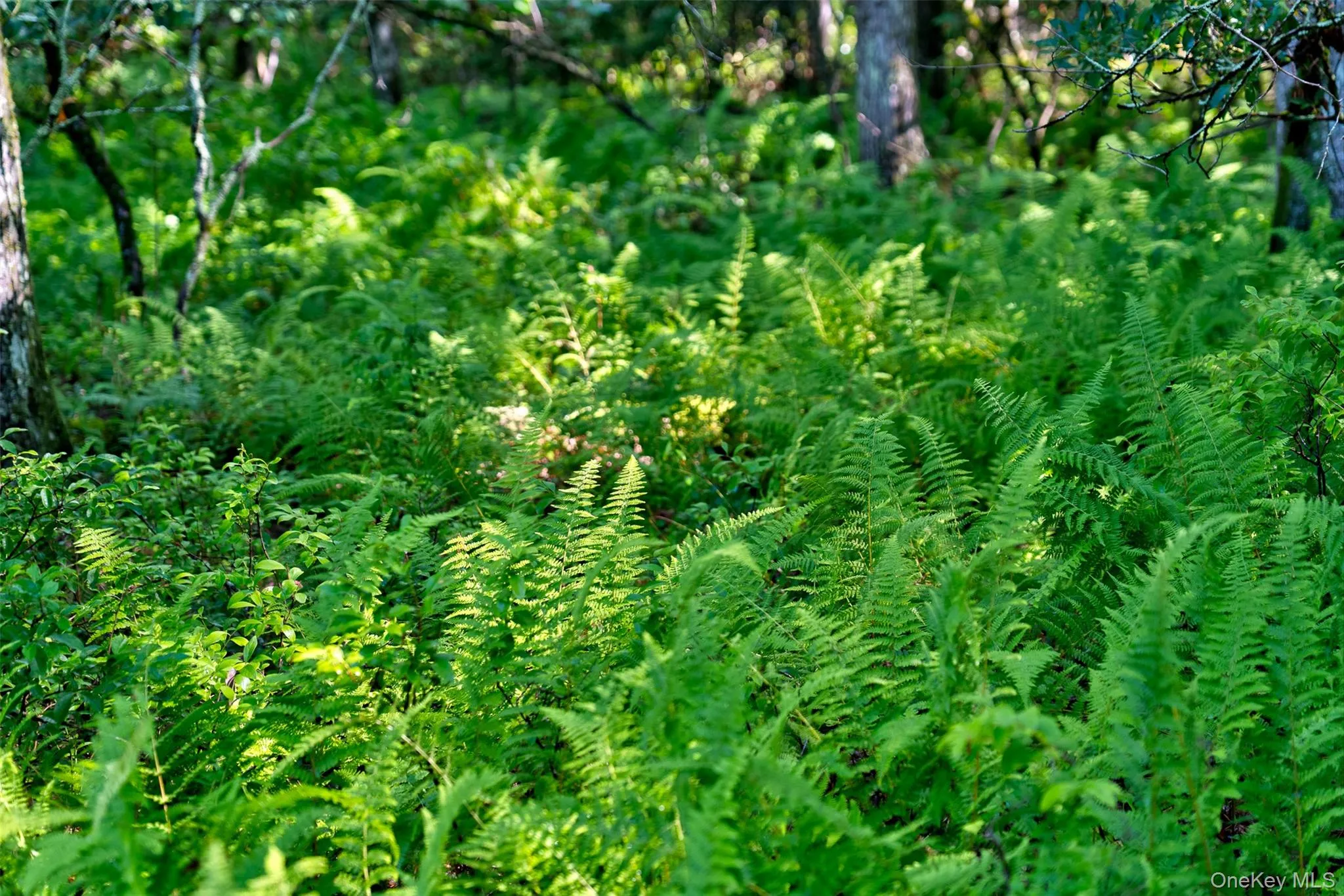 Lot 23 Perry Pond Road, Tusten, NY, ,Land,For Rent,Perry Pond,0,1032899 Lot 23 Perry Pond Road, Tusten, NY, ,Land,For Rent,Perry Pond,0,1032899