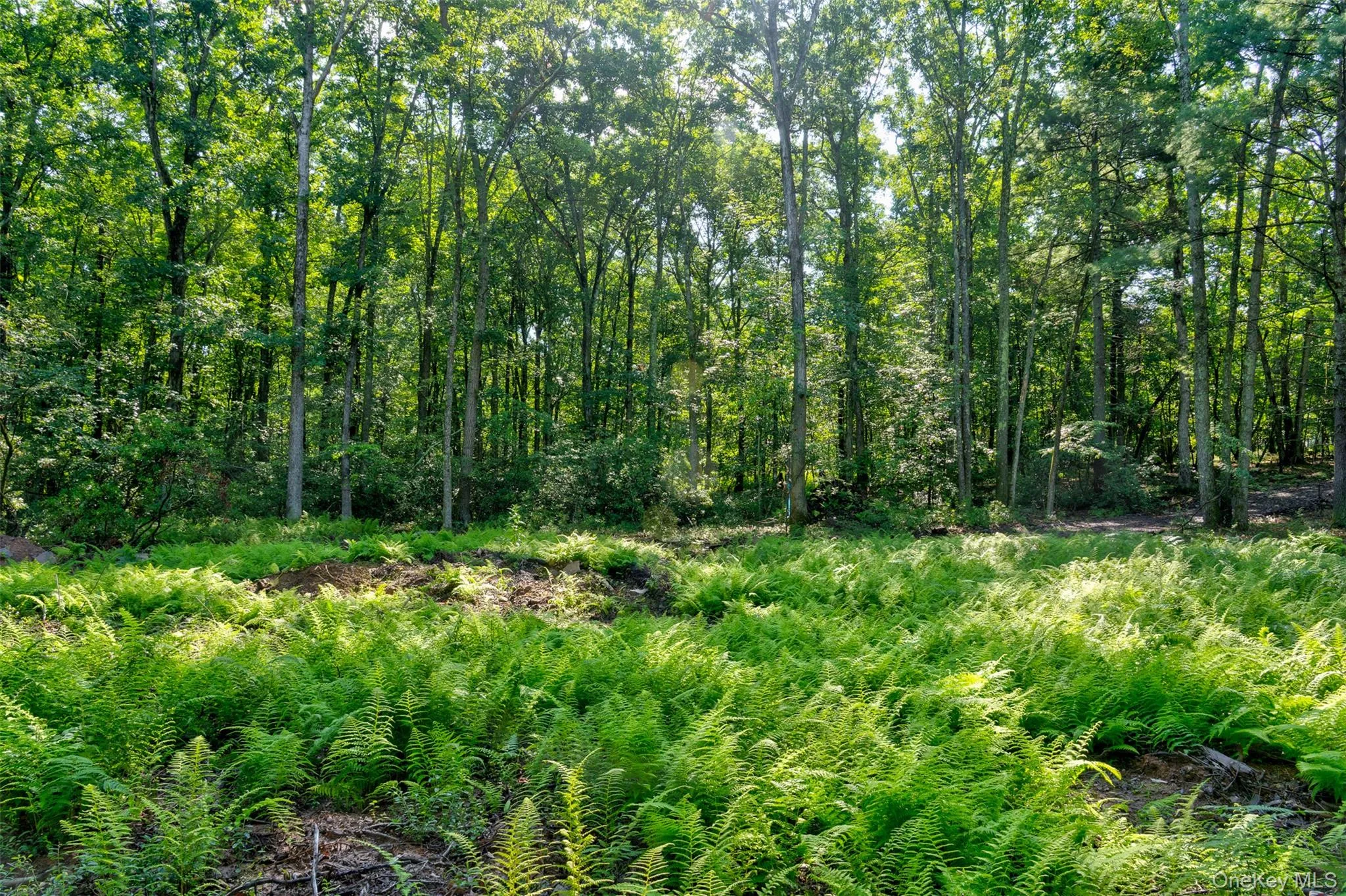 Lot 23 Perry Pond Road, Tusten, NY, ,Land,For Rent,Perry Pond,0,1032899 Lot 23 Perry Pond Road, Tusten, NY, ,Land,For Rent,Perry Pond,0,1032899