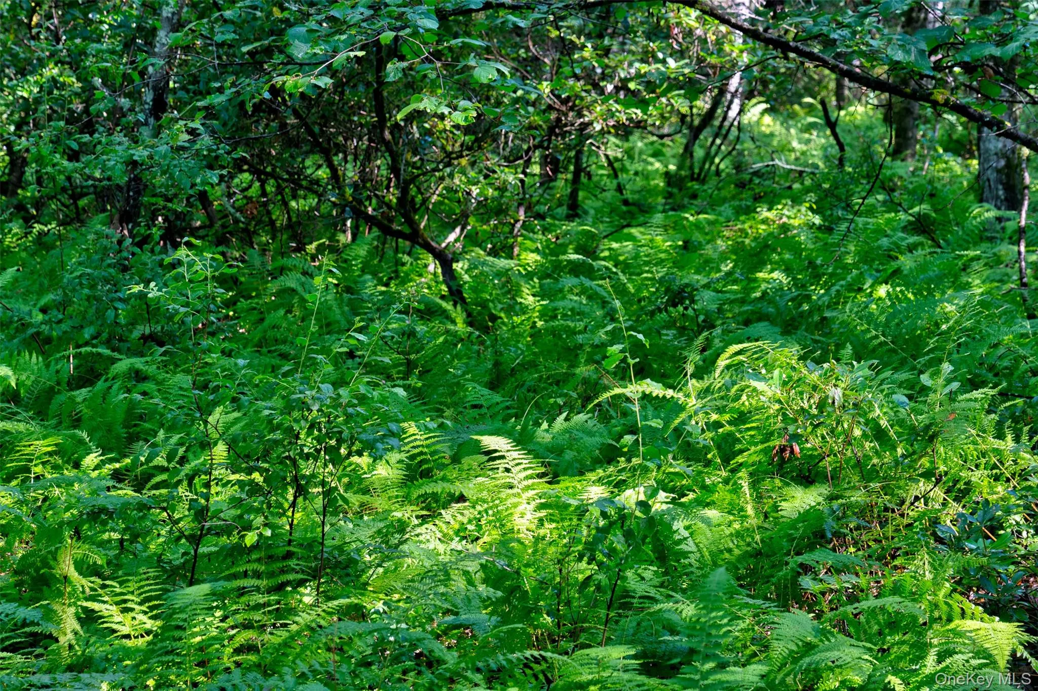 Lot 23 Perry Pond Road, Tusten, NY, ,Land,For Rent,Perry Pond,0,1032899 Lot 23 Perry Pond Road, Tusten, NY, ,Land,For Rent,Perry Pond,0,1032899