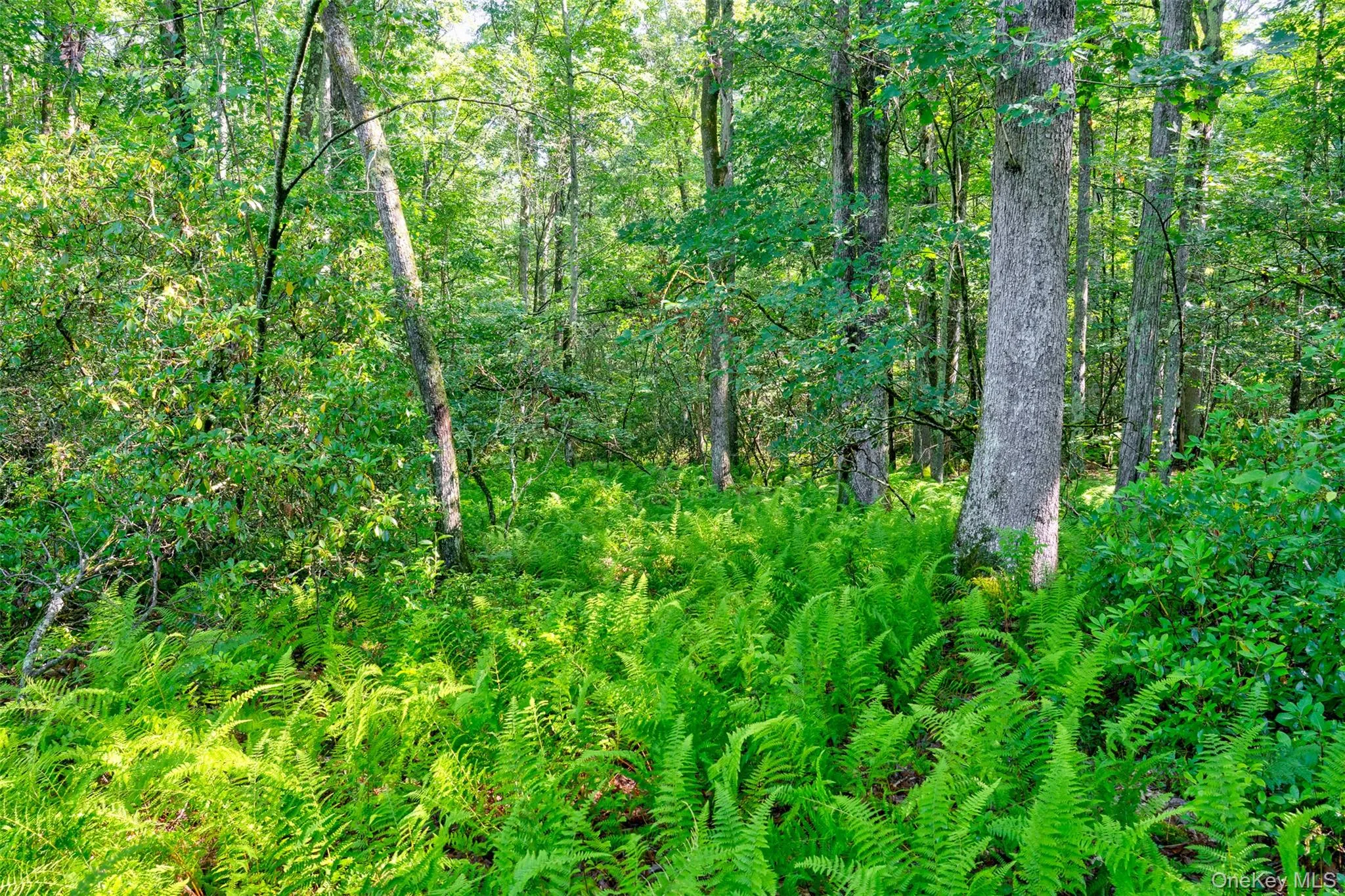 Lot 23 Perry Pond Road, Tusten, NY, ,Land,For Rent,Perry Pond,0,1032899 Lot 23 Perry Pond Road, Tusten, NY, ,Land,For Rent,Perry Pond,0,1032899