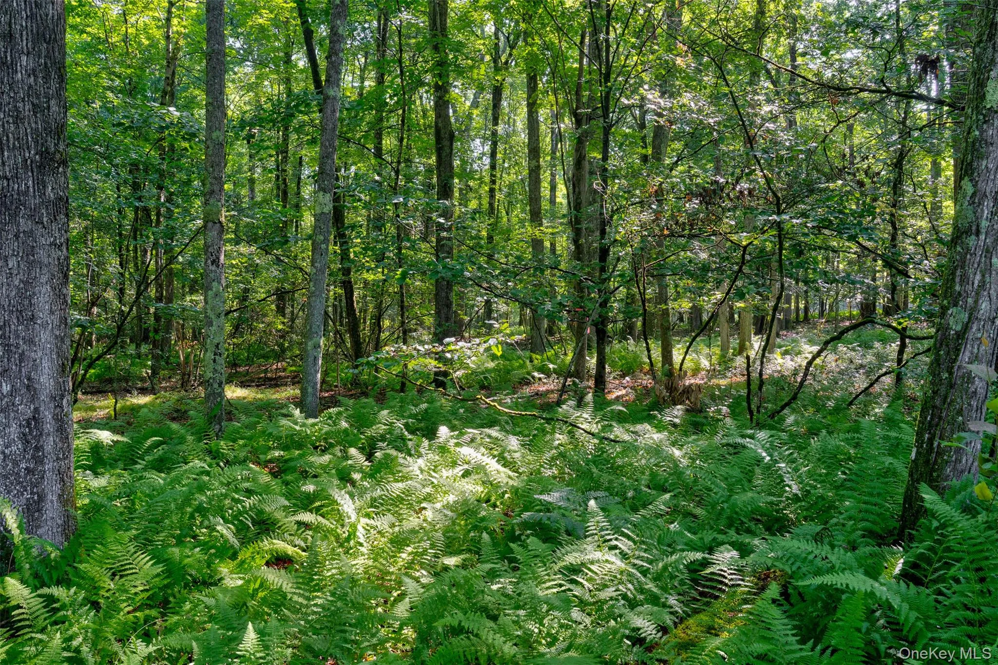 Lot 23 Perry Pond Road, Tusten, NY, ,Land,For Rent,Perry Pond,0,1032899 Lot 23 Perry Pond Road, Tusten, NY, ,Land,For Rent,Perry Pond,0,1032899