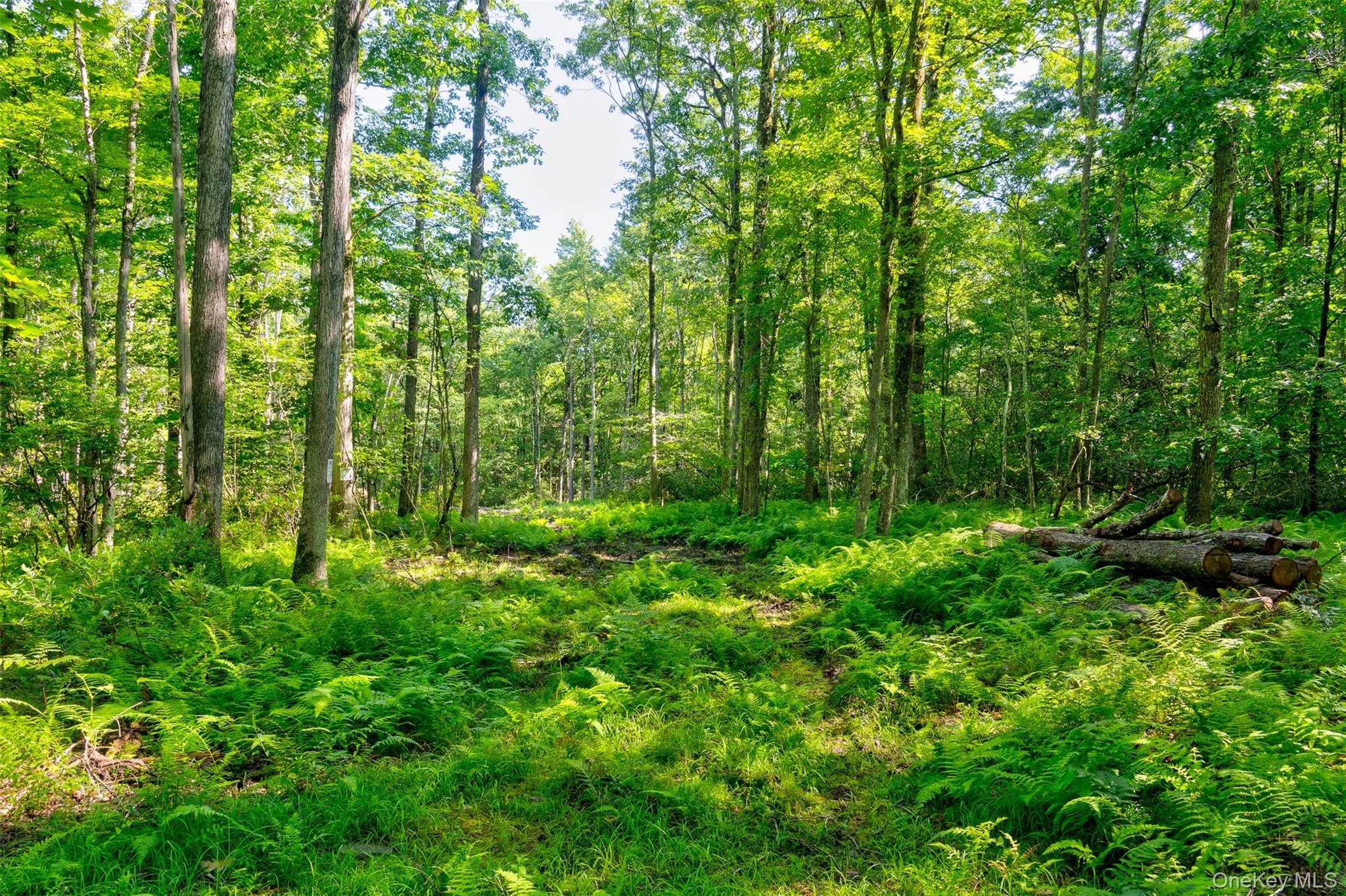 Lot 22 Perry Pond Road, Tusten, NY, ,Land,For Rent,Perry Pond,0,1032901 Lot 22 Perry Pond Road, Tusten, NY, ,Land,For Rent,Perry Pond,0,1032901