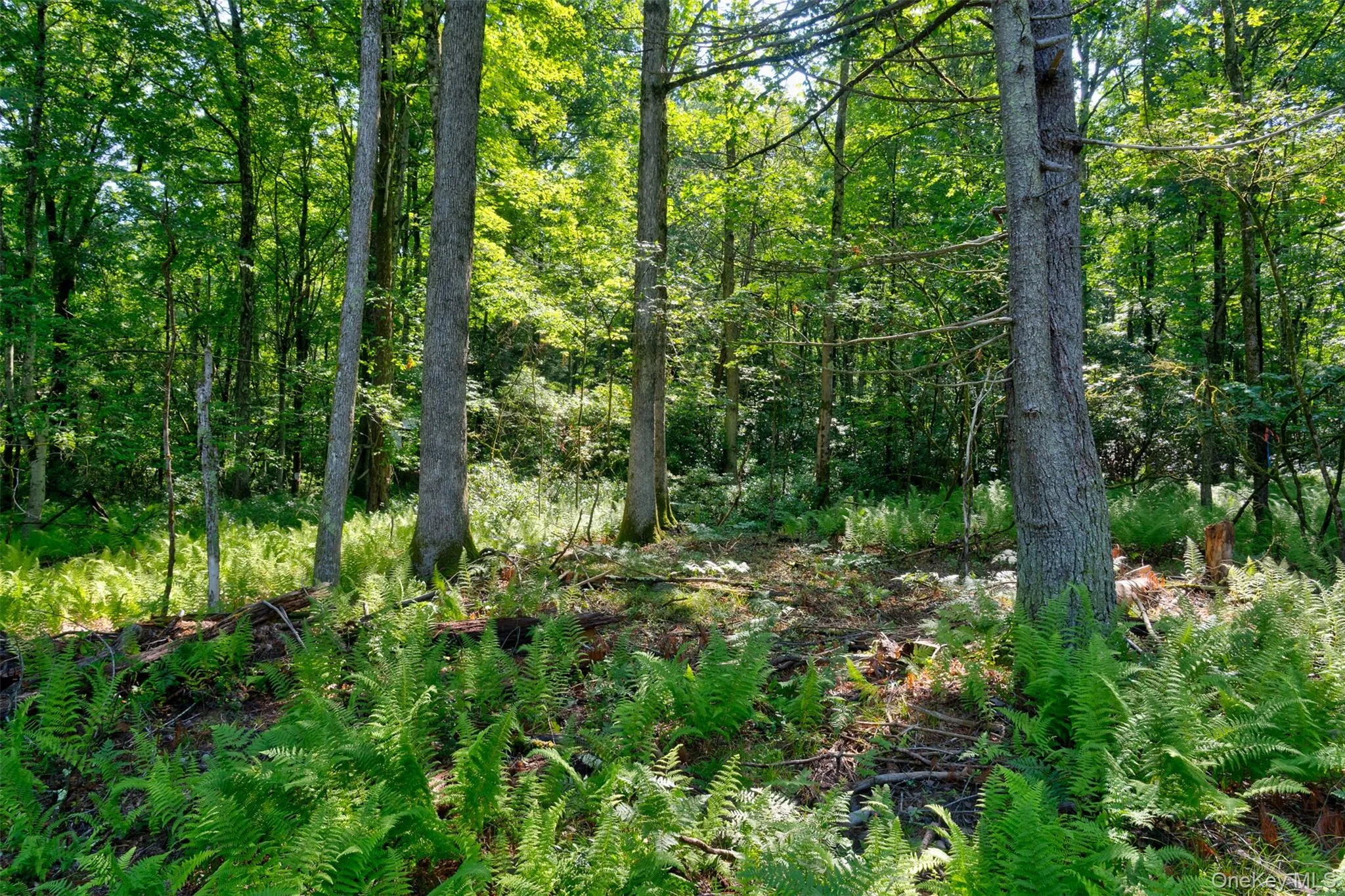 Lot 22 Perry Pond Road, Tusten, NY, ,Land,For Rent,Perry Pond,0,1032901 Lot 22 Perry Pond Road, Tusten, NY, ,Land,For Rent,Perry Pond,0,1032901