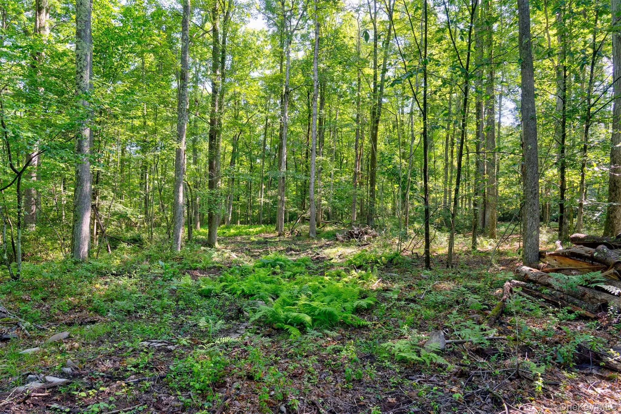 Lot 22 Perry Pond Road, Tusten, NY, ,Land,For Rent,Perry Pond,0,1032901 Lot 22 Perry Pond Road, Tusten, NY, ,Land,For Rent,Perry Pond,0,1032901