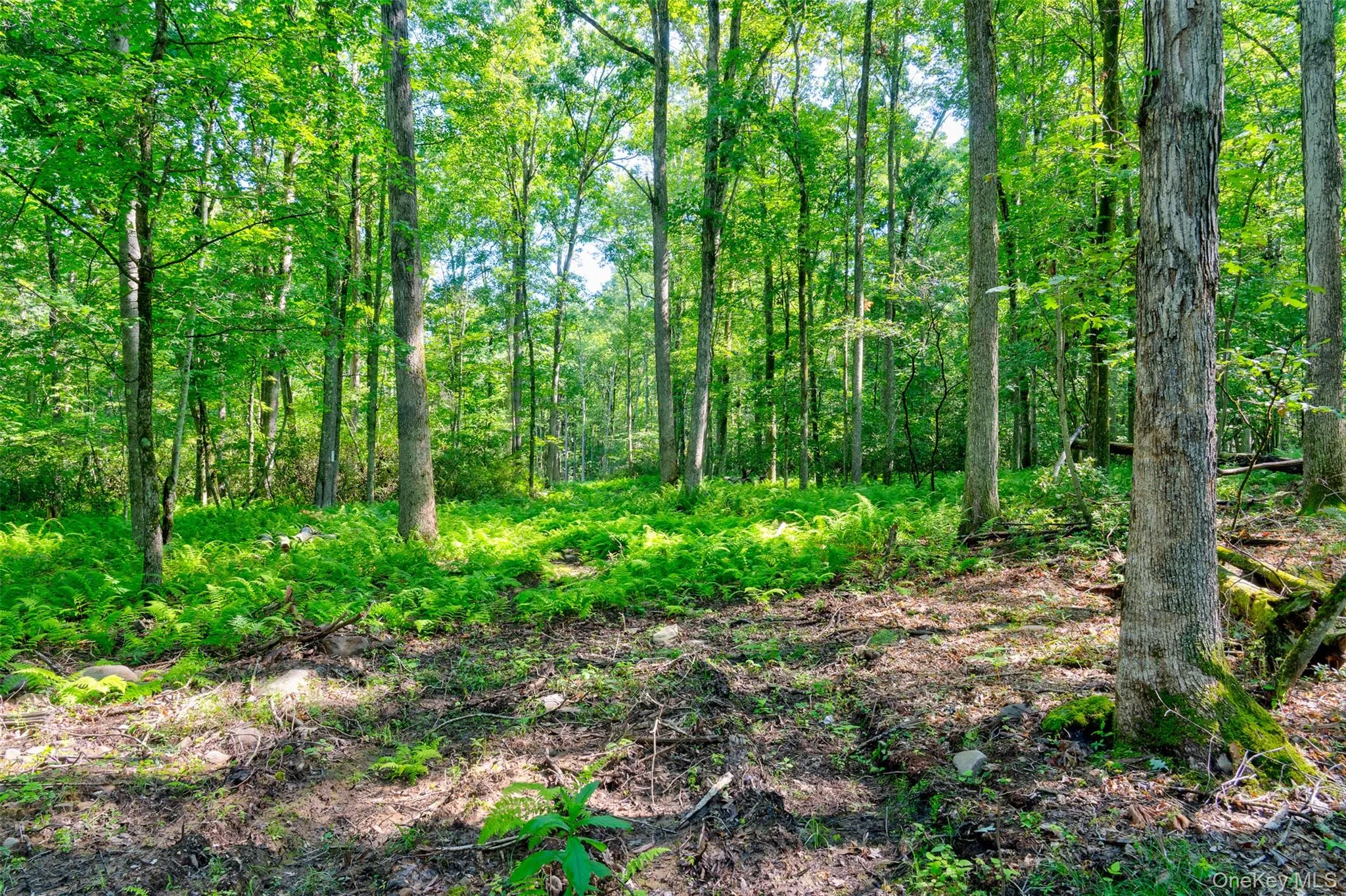 Lot 22 Perry Pond Road, Tusten, NY, ,Land,For Rent,Perry Pond,0,1032901 Lot 22 Perry Pond Road, Tusten, NY, ,Land,For Rent,Perry Pond,0,1032901