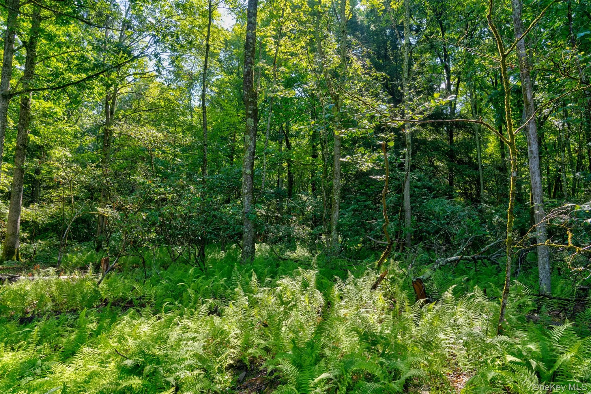 Lot 22 Perry Pond Road, Tusten, NY, ,Land,For Rent,Perry Pond,0,1032901 Lot 22 Perry Pond Road, Tusten, NY, ,Land,For Rent,Perry Pond,0,1032901