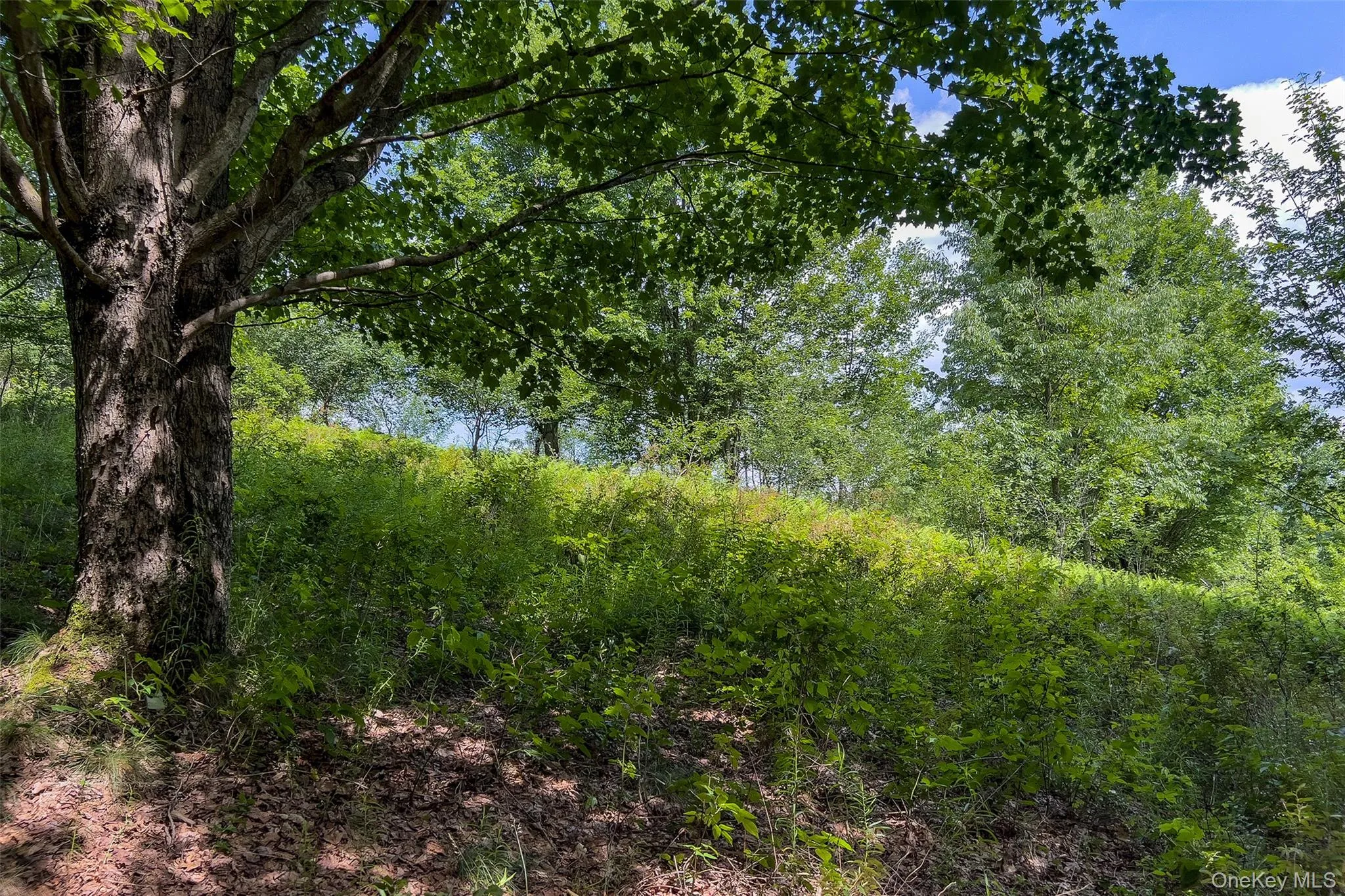 Lot 23 Lynch Road, Delhi, NY, ,Land,For Rent,Lynch,0,1032915 Lot 23 Lynch Road, Delhi, NY, ,Land,For Rent,Lynch,0,1032915