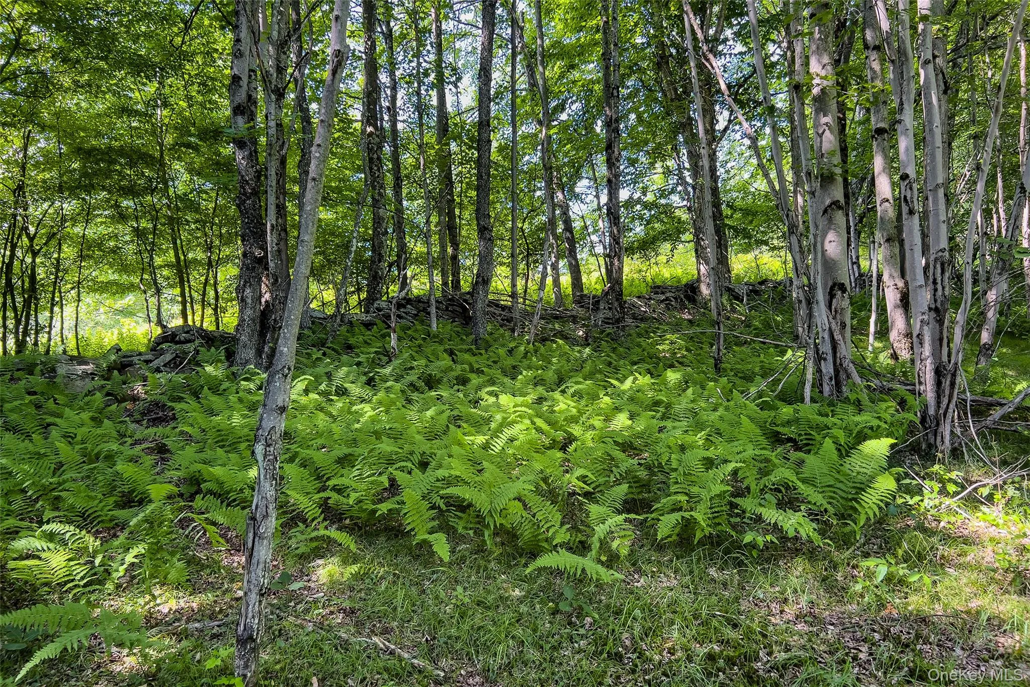 Lot 23 Lynch Road, Delhi, NY, ,Land,For Rent,Lynch,0,1032915 Lot 23 Lynch Road, Delhi, NY, ,Land,For Rent,Lynch,0,1032915