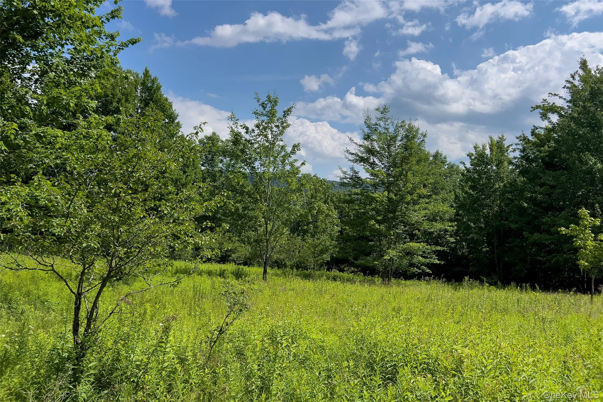 Lot 23 Lynch Road, Delhi, NY, ,Land,For Rent,Lynch,0,1032915 Lot 23 Lynch Road, Delhi, NY, ,Land,For Rent,Lynch,0,1032915