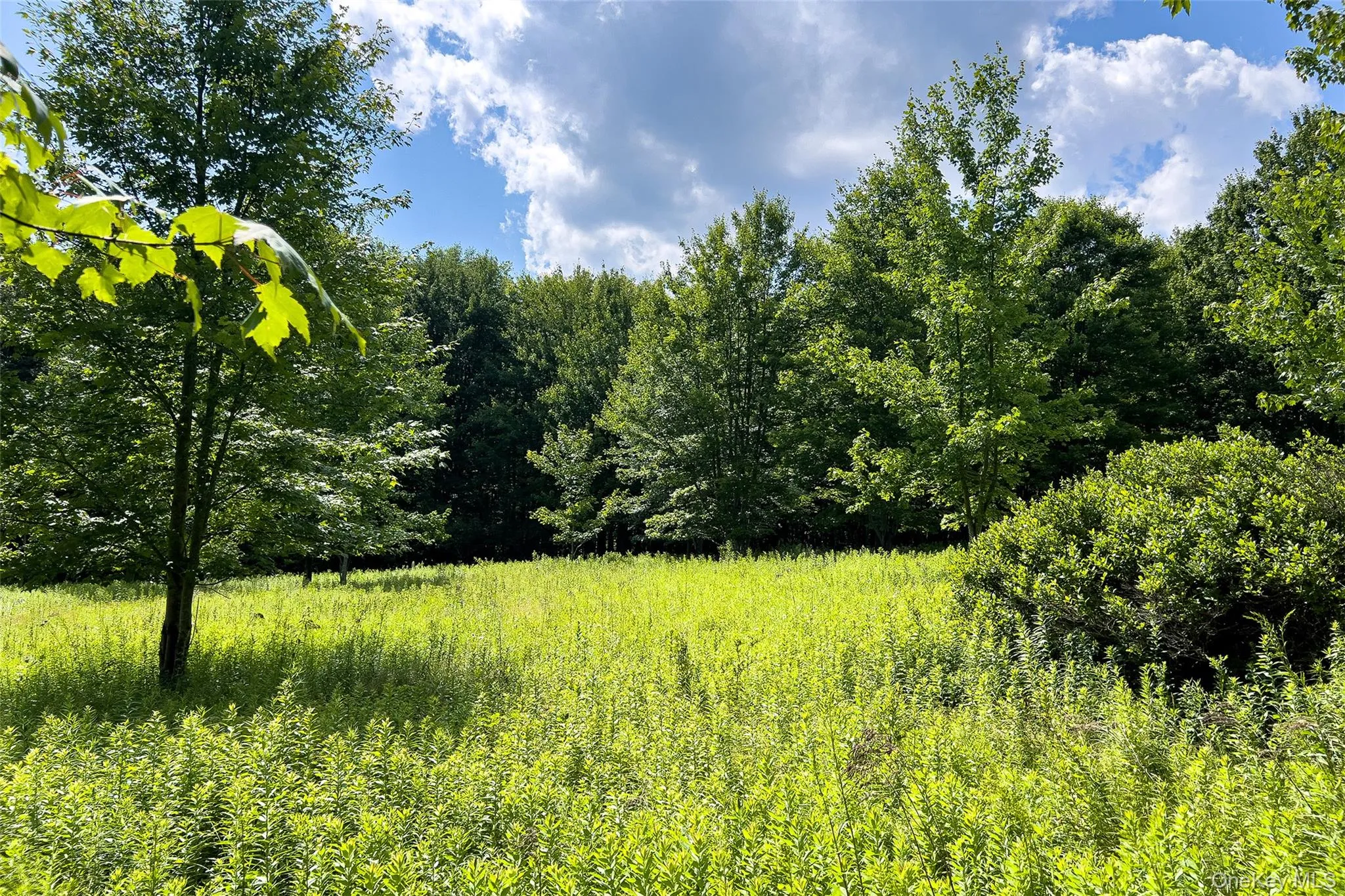 Lot 23 Lynch Road, Delhi, NY, ,Land,For Rent,Lynch,0,1032915 Lot 23 Lynch Road, Delhi, NY, ,Land,For Rent,Lynch,0,1032915