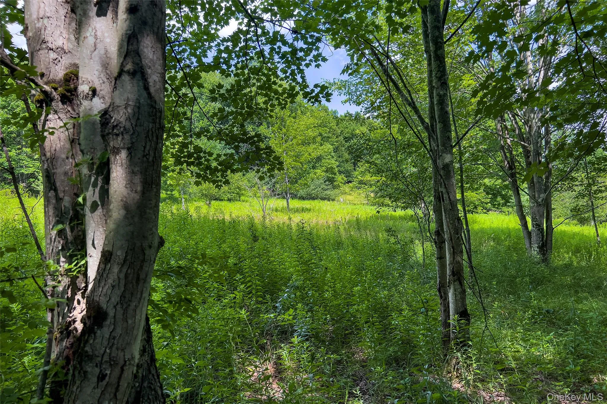 Lot 23 Lynch Road, Delhi, NY, ,Land,For Rent,Lynch,0,1032915 Lot 23 Lynch Road, Delhi, NY, ,Land,For Rent,Lynch,0,1032915