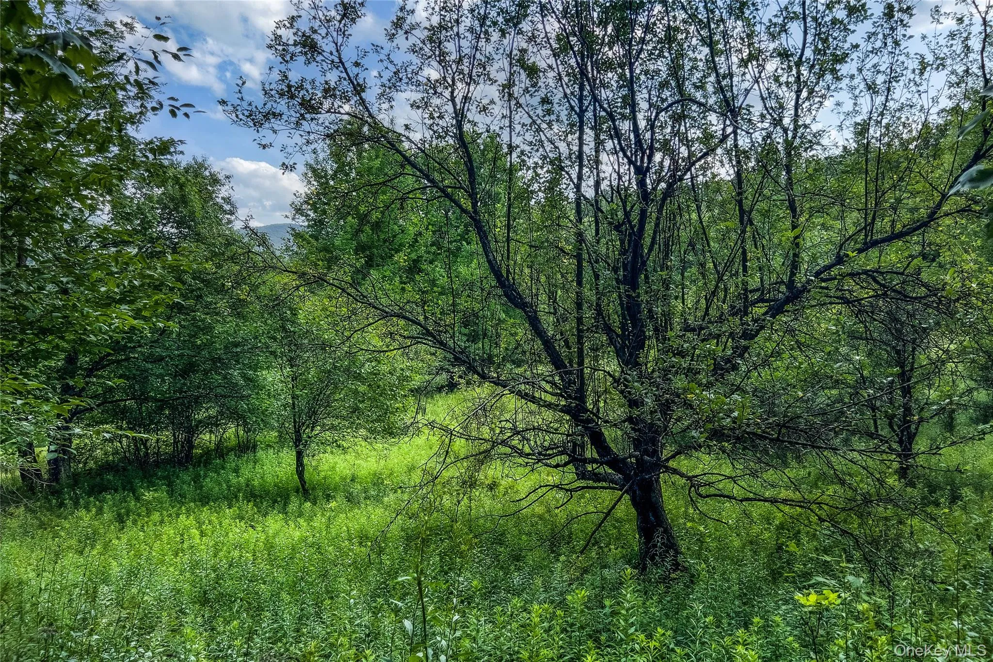 Lot 23 Lynch Road, Delhi, NY, ,Land,For Rent,Lynch,0,1032915 Lot 23 Lynch Road, Delhi, NY, ,Land,For Rent,Lynch,0,1032915