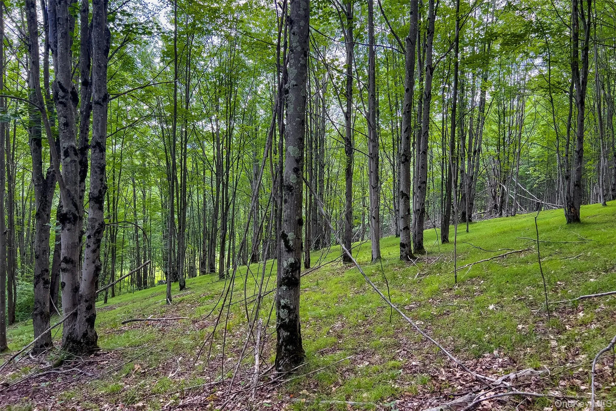 Lot 23 Lynch Road, Delhi, NY, ,Land,For Rent,Lynch,0,1032915 Lot 23 Lynch Road, Delhi, NY, ,Land,For Rent,Lynch,0,1032915