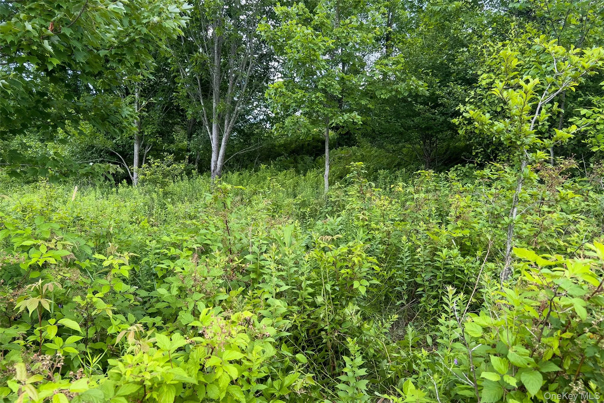 Lot 23 Lynch Road, Delhi, NY, ,Land,For Rent,Lynch,0,1032915 Lot 23 Lynch Road, Delhi, NY, ,Land,For Rent,Lynch,0,1032915