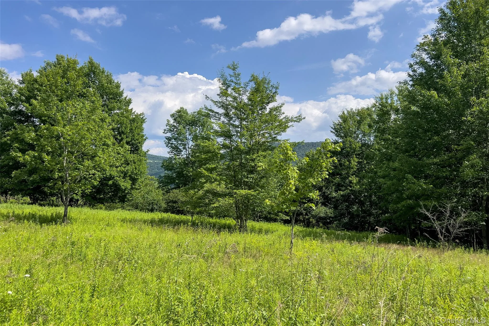 Lot 23 Lynch Road, Delhi, NY, ,Land,For Rent,Lynch,0,1032915 Lot 23 Lynch Road, Delhi, NY, ,Land,For Rent,Lynch,0,1032915