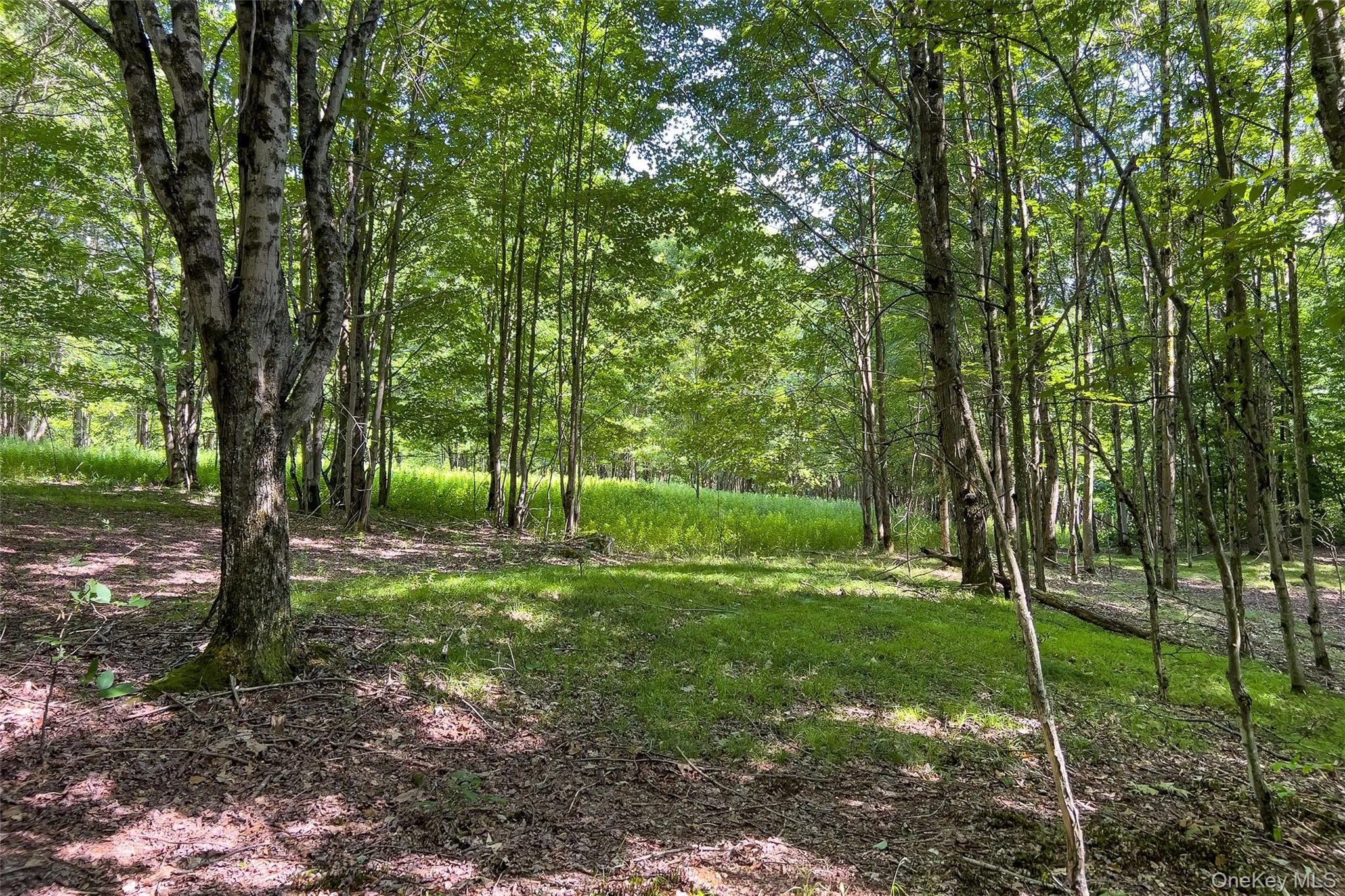 Lot 23 Lynch Road, Delhi, NY, ,Land,For Rent,Lynch,0,1032915 Lot 23 Lynch Road, Delhi, NY, ,Land,For Rent,Lynch,0,1032915