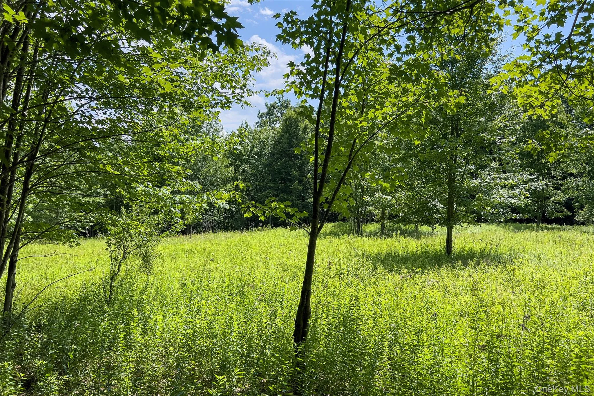 Lot 23 Lynch Road, Delhi, NY, ,Land,For Rent,Lynch,0,1032915 Lot 23 Lynch Road, Delhi, NY, ,Land,For Rent,Lynch,0,1032915
