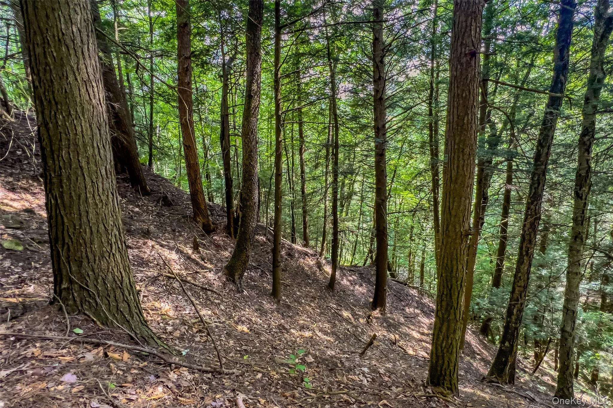 Lot 23 Lynch Road, Delhi, NY, ,Land,For Rent,Lynch,0,1032915 Lot 23 Lynch Road, Delhi, NY, ,Land,For Rent,Lynch,0,1032915