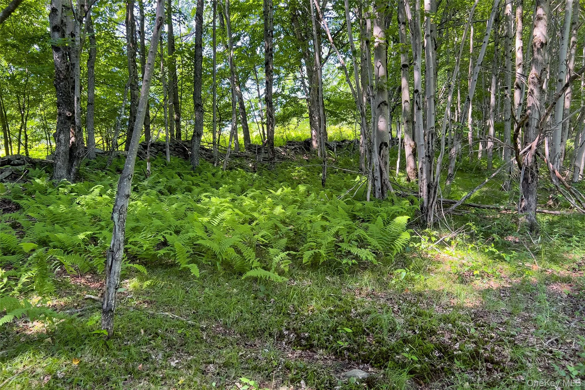 Lot 23 Lynch Road, Delhi, NY, ,Land,For Rent,Lynch,0,1032915 Lot 23 Lynch Road, Delhi, NY, ,Land,For Rent,Lynch,0,1032915