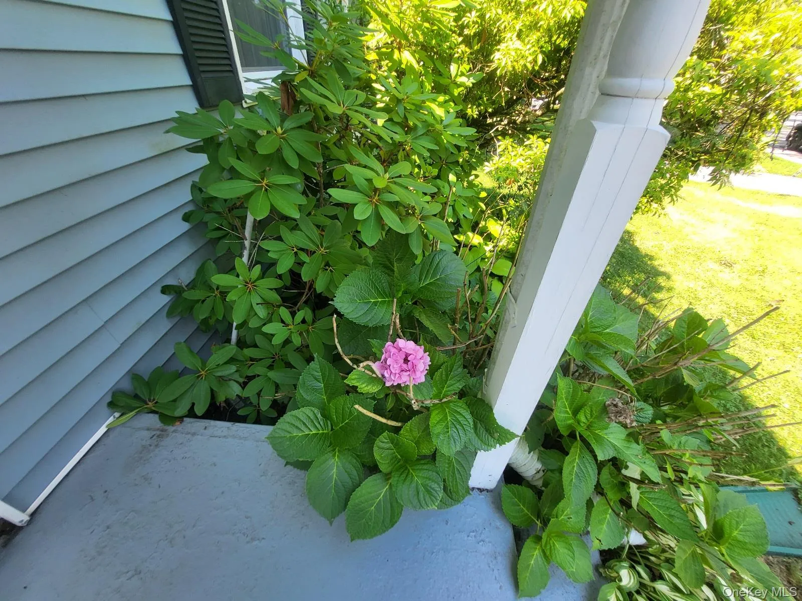 Pretty hydrangea's seasonally! Pretty hydrangea's seasonally!