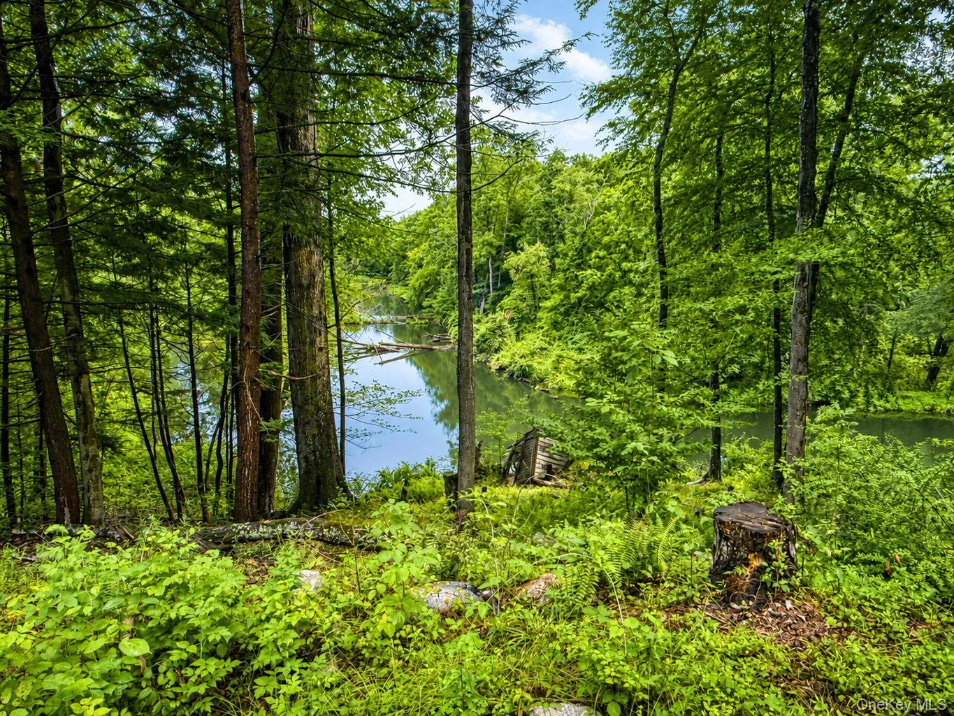 Wooded acreage featuring a natural body of water and dense mature trees Wooded acreage featuring a natural body of water and dense mature trees