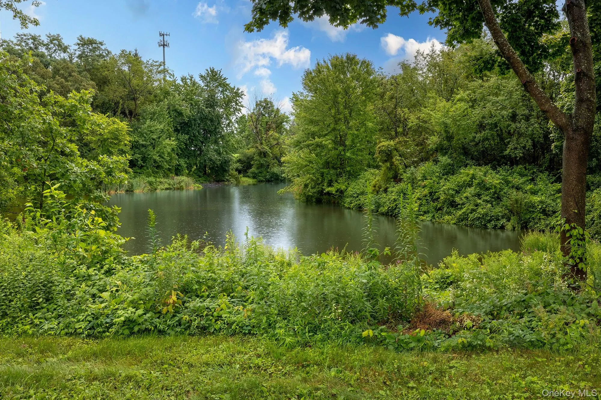 Natural pond feature surrounded by abundant mature trees and lush green foliage Natural pond feature surrounded by abundant mature trees and lush green foliage