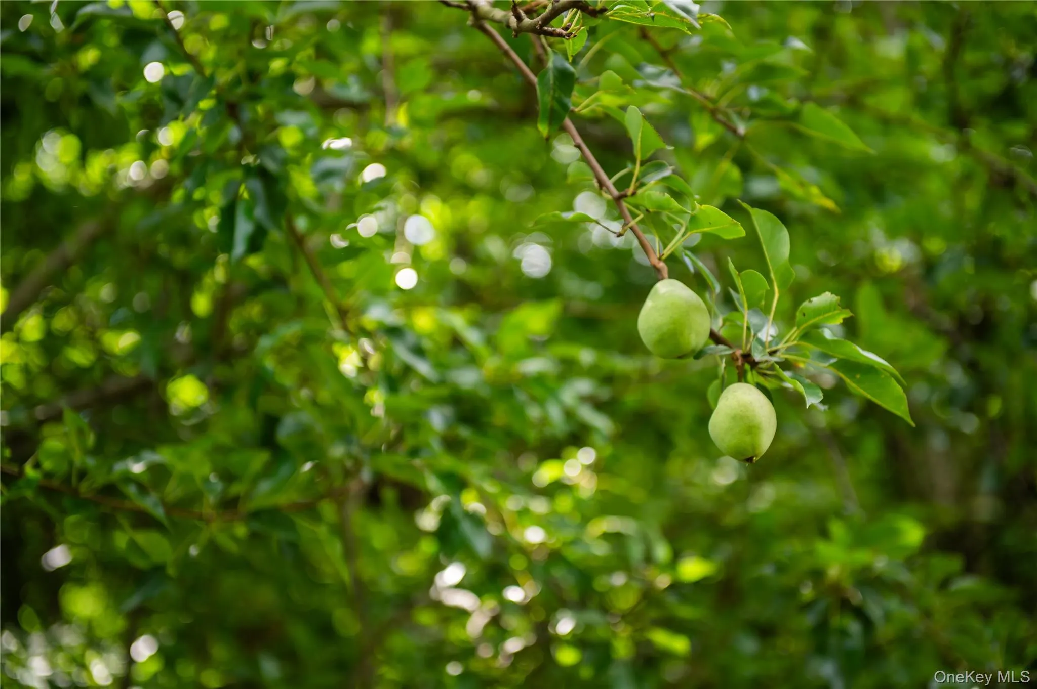 Pear trees Pear trees
