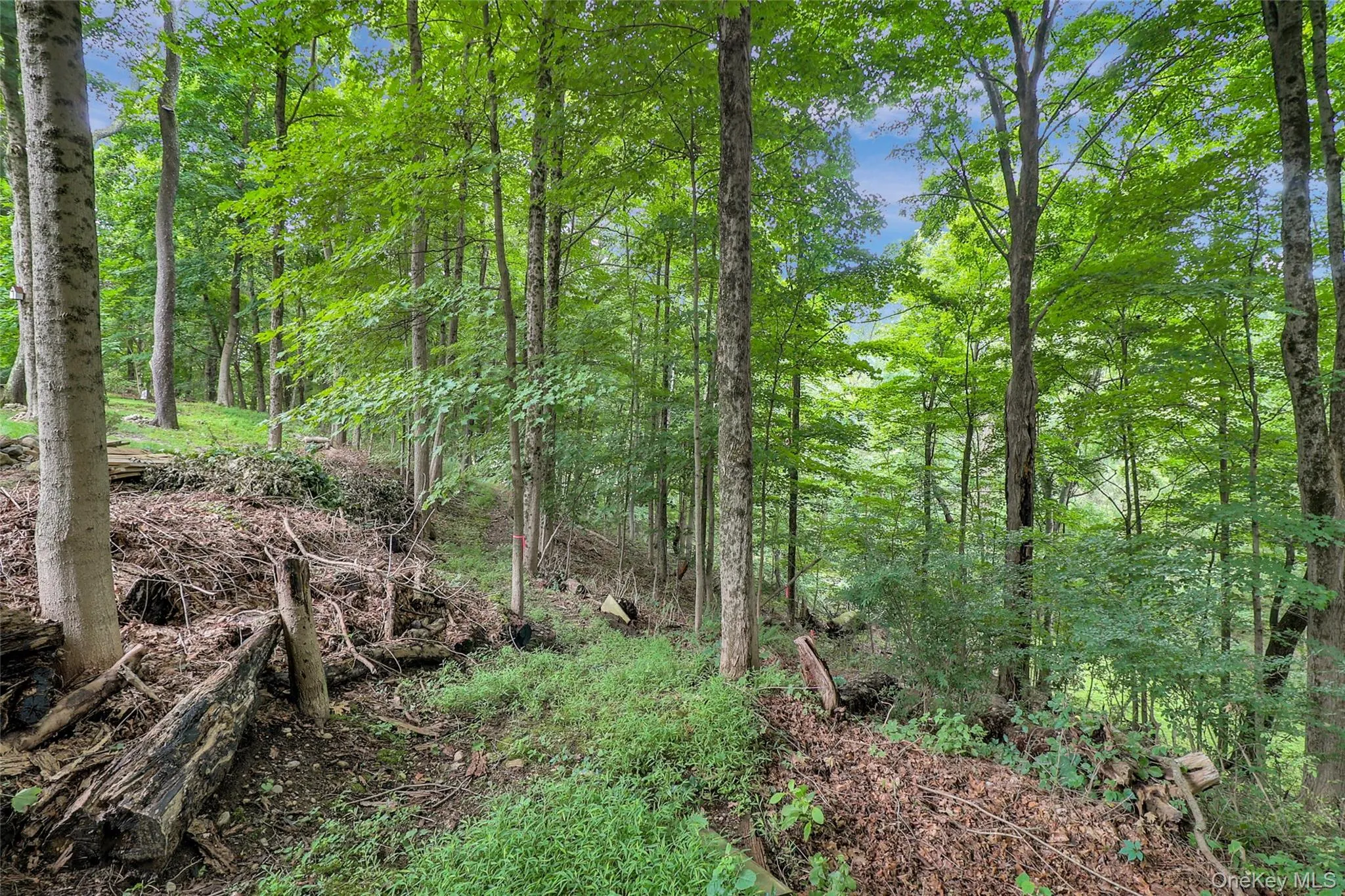Trail to Hidden Hollow Lake for swimming, kayaking or canoeing Trail to Hidden Hollow Lake for swimming, kayaking or canoeing