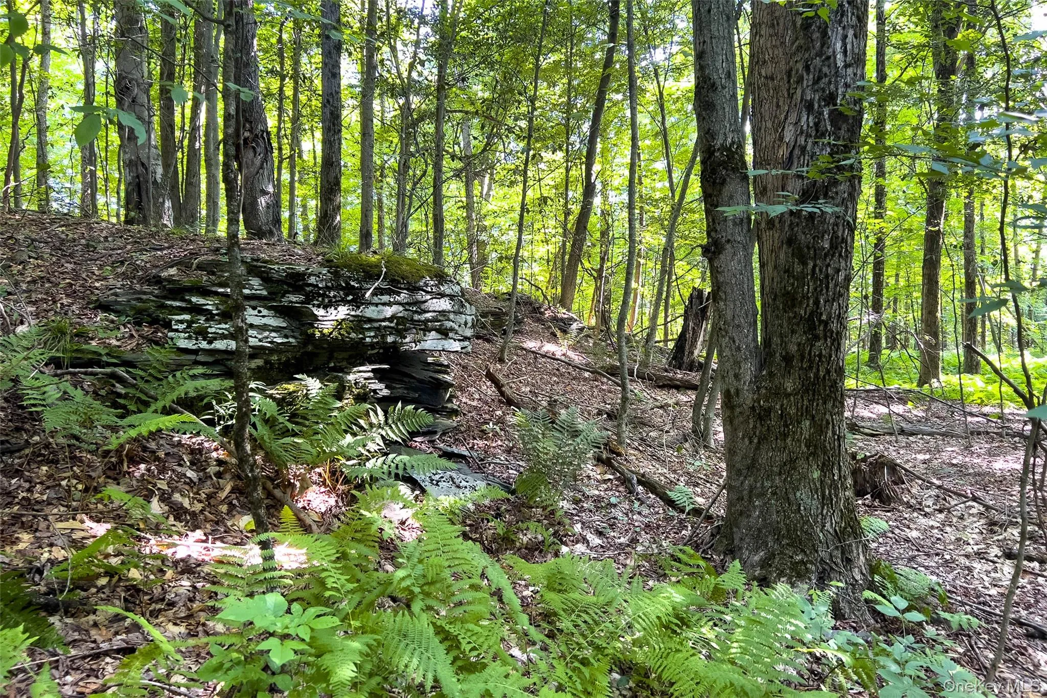 Lot #11 Franklin Depot Road, Sidney, NY, ,Land,For Rent,Franklin Depot,0,1034570 Lot #11 Franklin Depot Road, Sidney, NY, ,Land,For Rent,Franklin Depot,0,1034570