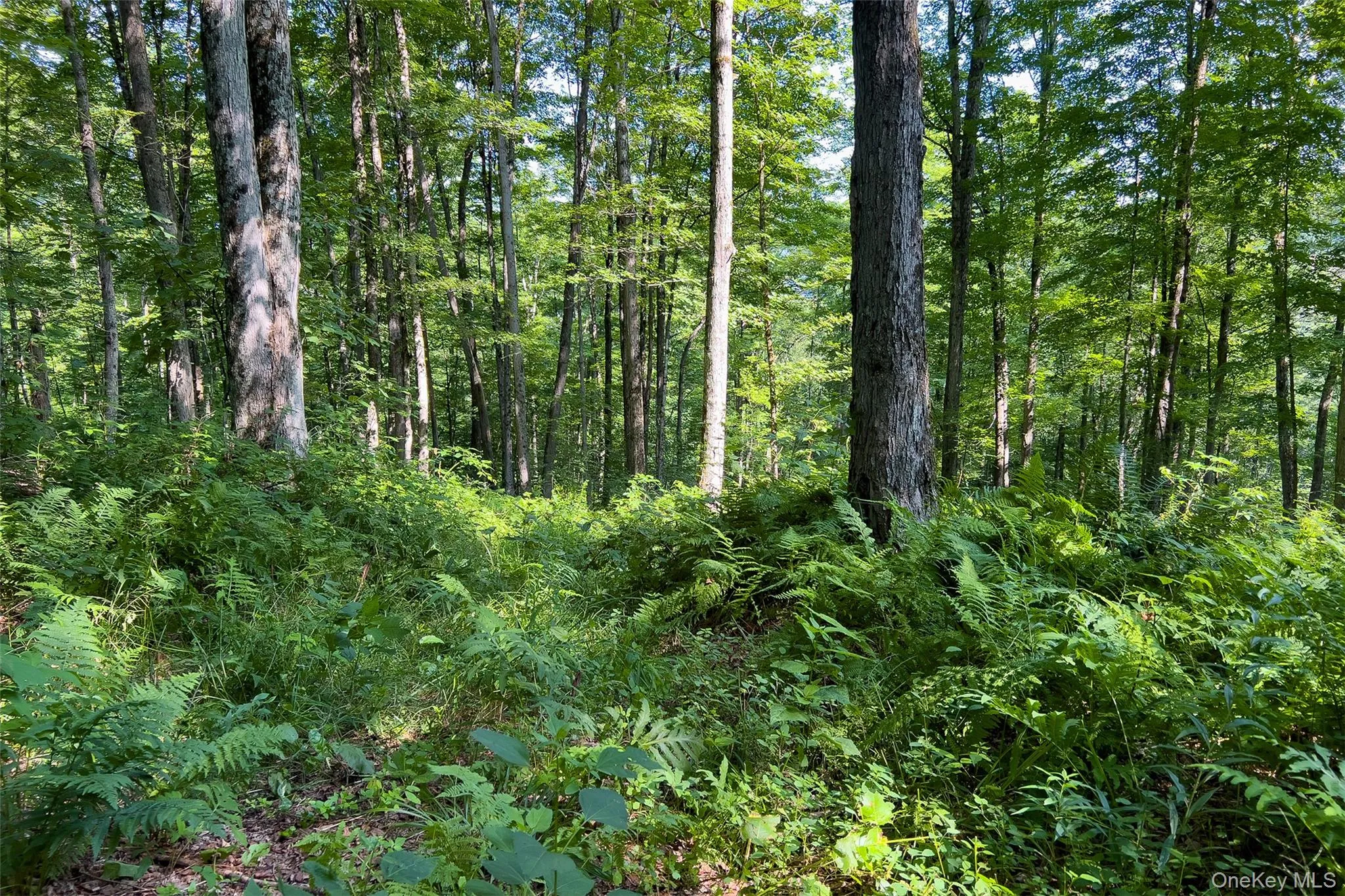 Lot #11 Franklin Depot Road, Sidney, NY, ,Land,For Rent,Franklin Depot,0,1034570 Lot #11 Franklin Depot Road, Sidney, NY, ,Land,For Rent,Franklin Depot,0,1034570