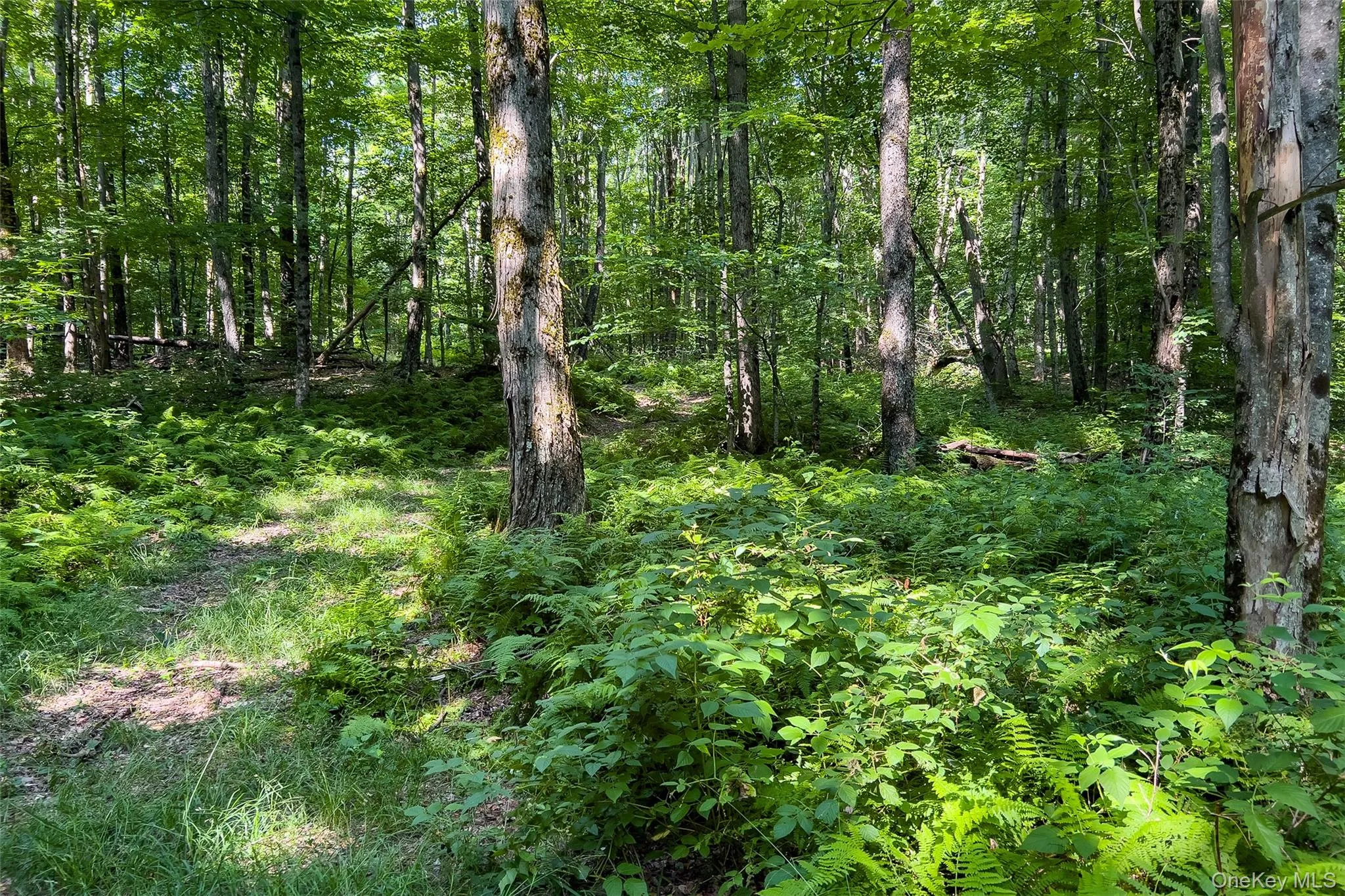 Lot #11 Franklin Depot Road, Sidney, NY, ,Land,For Rent,Franklin Depot,0,1034570 Lot #11 Franklin Depot Road, Sidney, NY, ,Land,For Rent,Franklin Depot,0,1034570