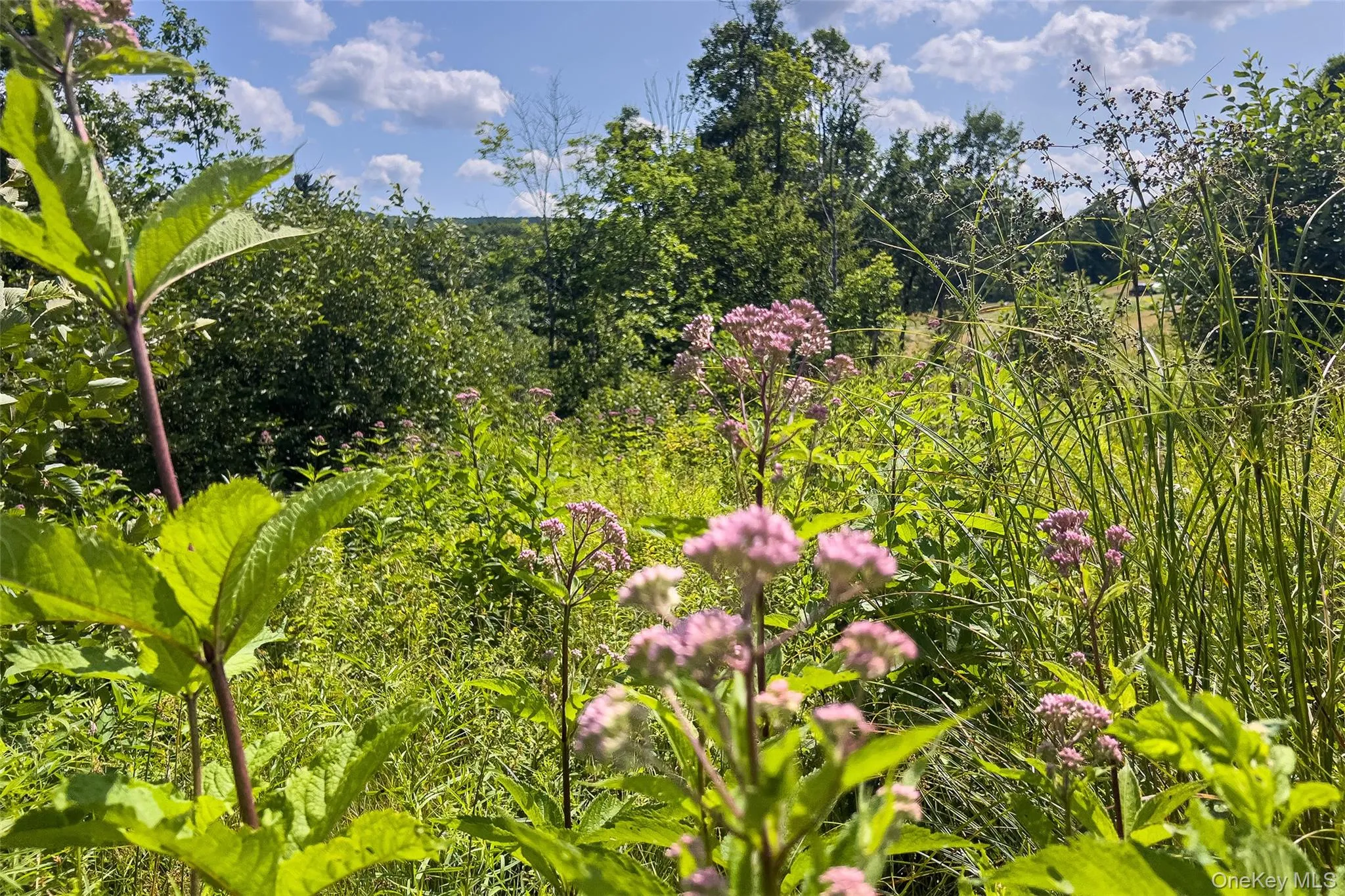 Lot #11 Franklin Depot Road, Sidney, NY, ,Land,For Rent,Franklin Depot,0,1034570 Lot #11 Franklin Depot Road, Sidney, NY, ,Land,For Rent,Franklin Depot,0,1034570
