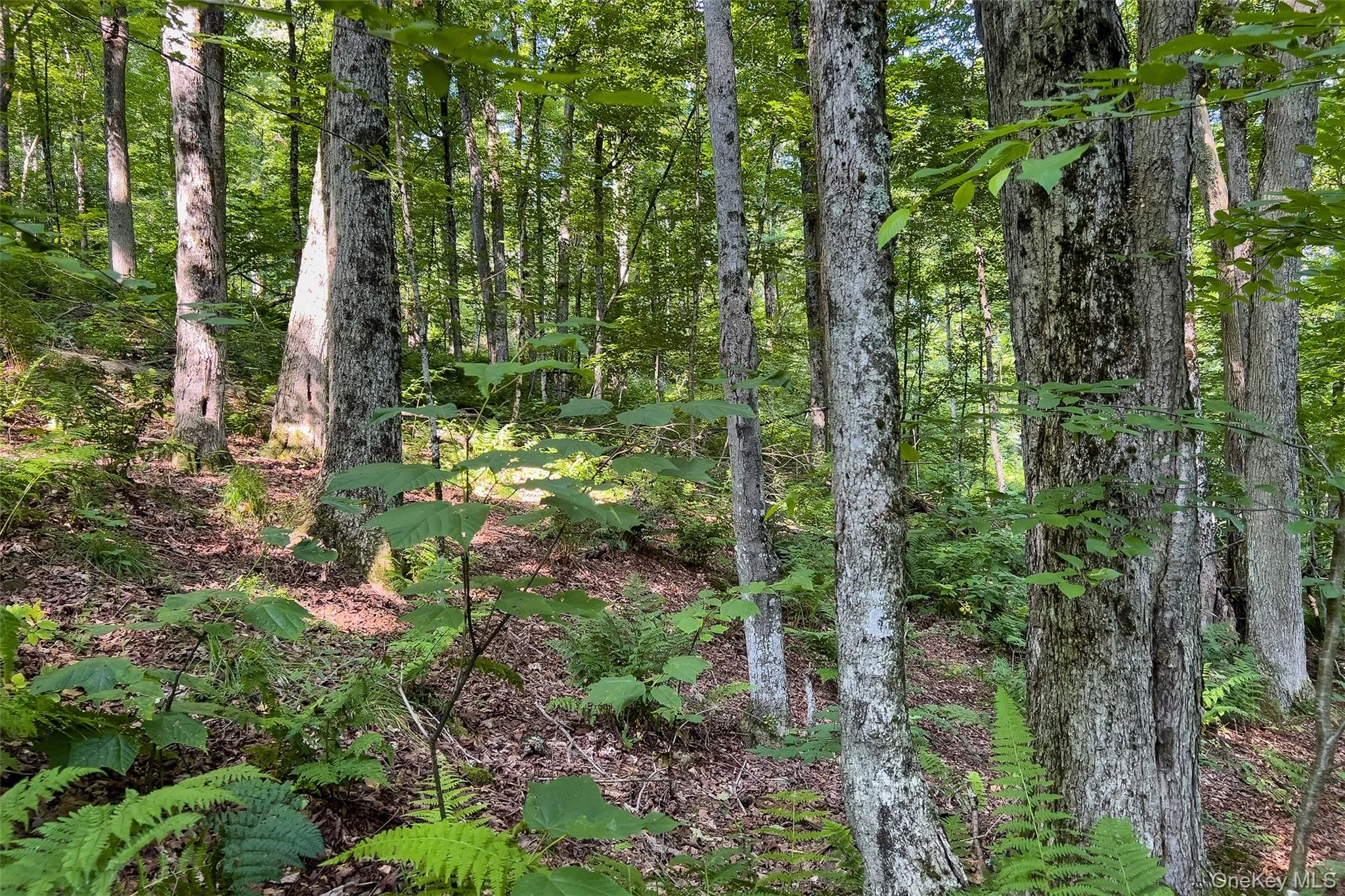 Lot #11 Franklin Depot Road, Sidney, NY, ,Land,For Rent,Franklin Depot,0,1034570 Lot #11 Franklin Depot Road, Sidney, NY, ,Land,For Rent,Franklin Depot,0,1034570