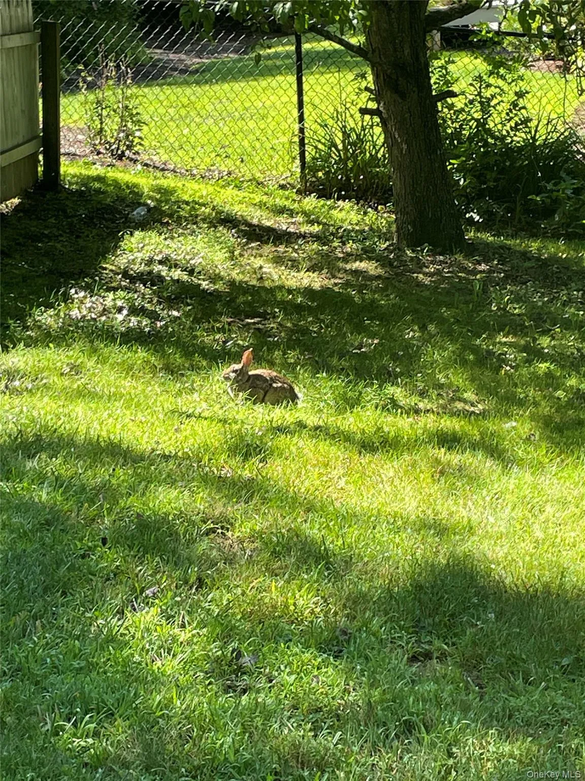 backyard backyard