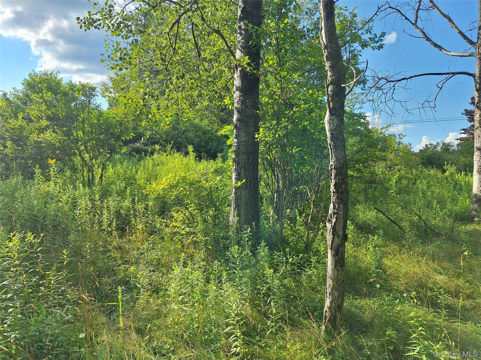 Burnt Ridge Road, Fallsburg, NY, ,Land,For Rent,Burnt Ridge,0,1035980 Burnt Ridge Road, Fallsburg, NY, ,Land,For Rent,Burnt Ridge,0,1035980