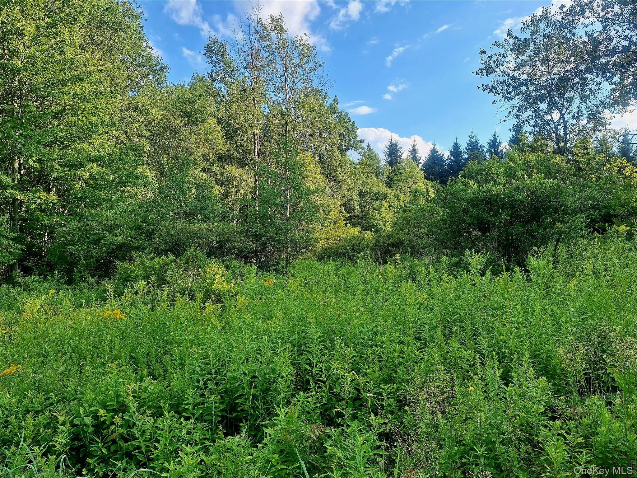 Burnt Ridge Road, Fallsburg, NY, ,Land,For Rent,Burnt Ridge,0,1035980 Burnt Ridge Road, Fallsburg, NY, ,Land,For Rent,Burnt Ridge,0,1035980