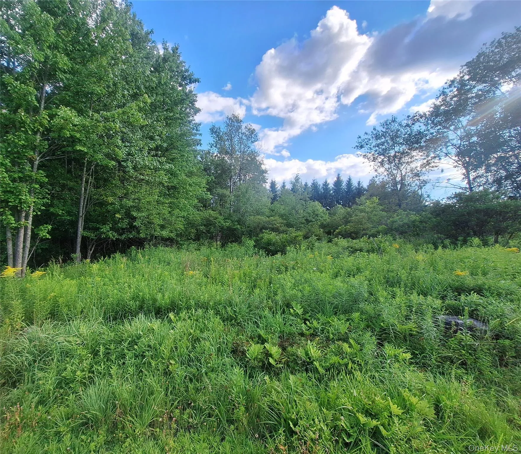 Burnt Ridge Road, Fallsburg, NY, ,Land,For Rent,Burnt Ridge,0,1035980 Burnt Ridge Road, Fallsburg, NY, ,Land,For Rent,Burnt Ridge,0,1035980