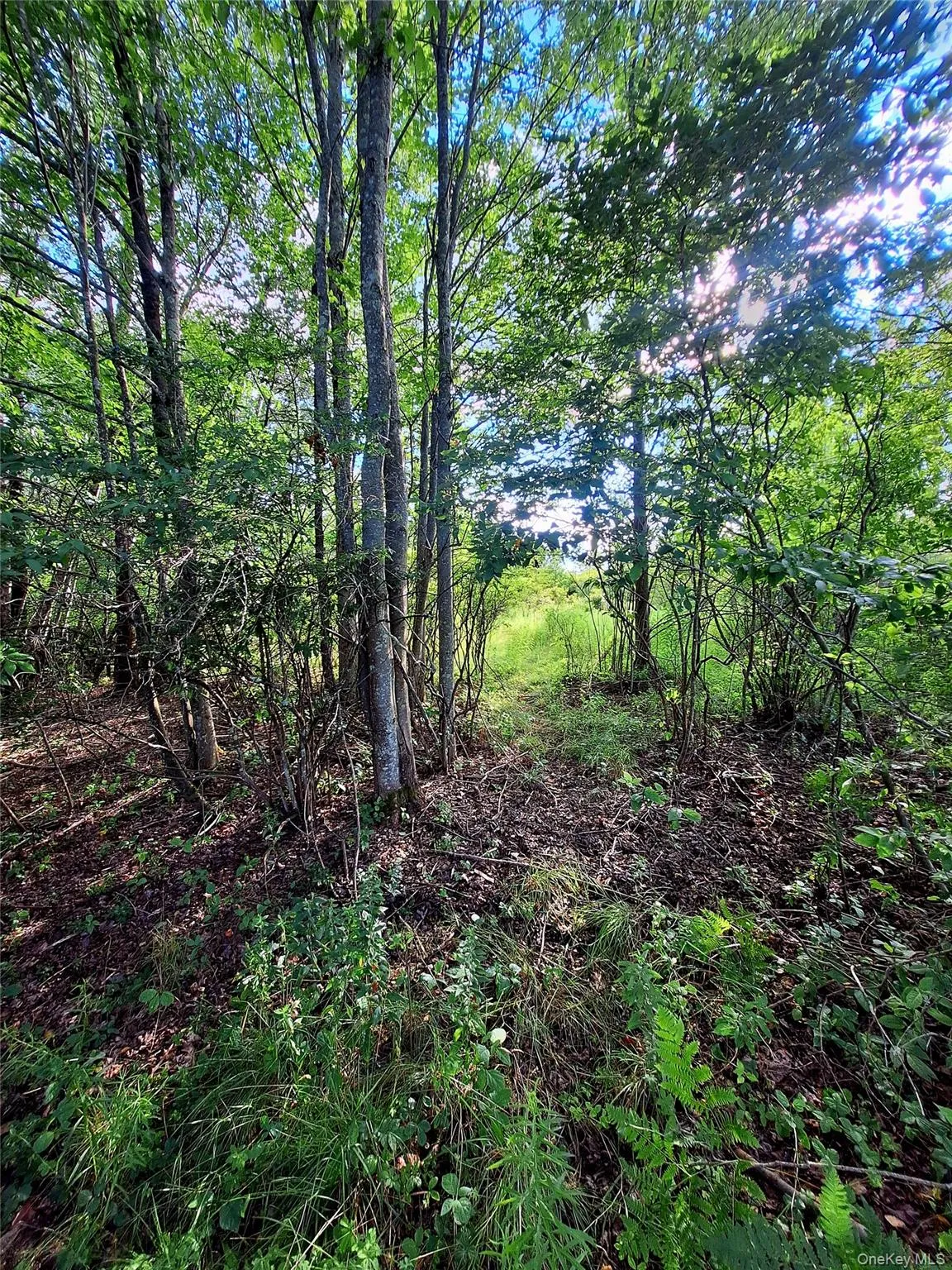 Burnt Ridge Road, Fallsburg, NY, ,Land,For Rent,Burnt Ridge,0,1035980 Burnt Ridge Road, Fallsburg, NY, ,Land,For Rent,Burnt Ridge,0,1035980
