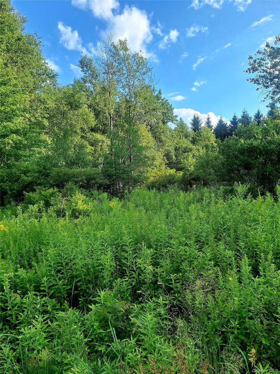 Burnt Ridge Road, Fallsburg, NY, ,Land,For Rent,Burnt Ridge,0,1035980 Burnt Ridge Road, Fallsburg, NY, ,Land,For Rent,Burnt Ridge,0,1035980