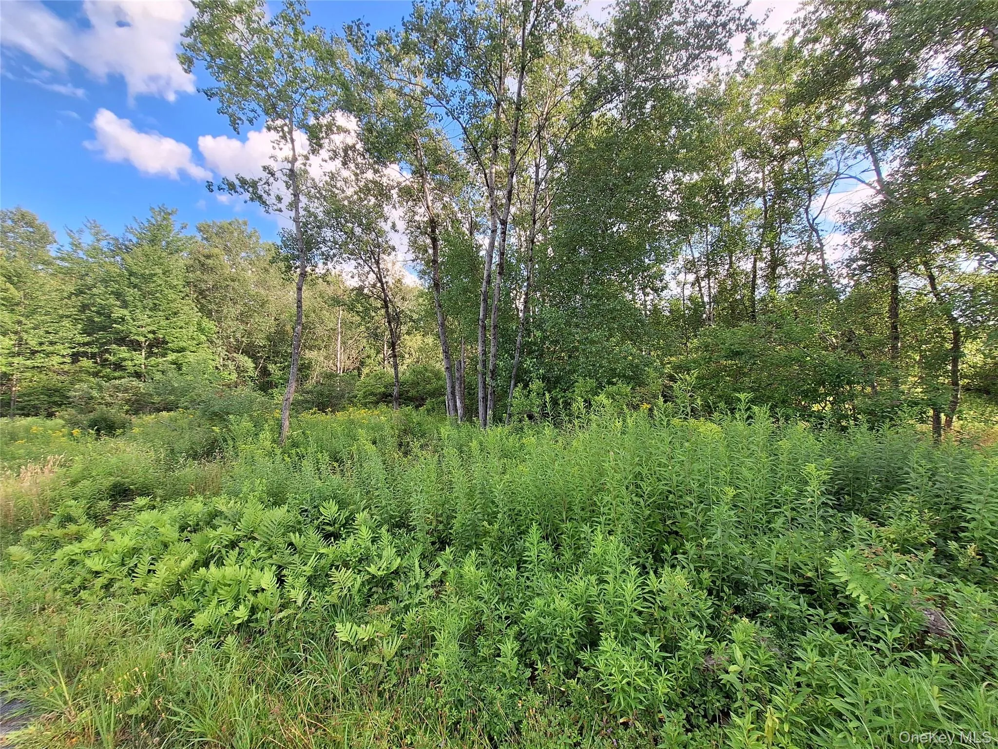 Burnt Ridge Road, Fallsburg, NY, ,Land,For Rent,Burnt Ridge,0,1035980 Burnt Ridge Road, Fallsburg, NY, ,Land,For Rent,Burnt Ridge,0,1035980