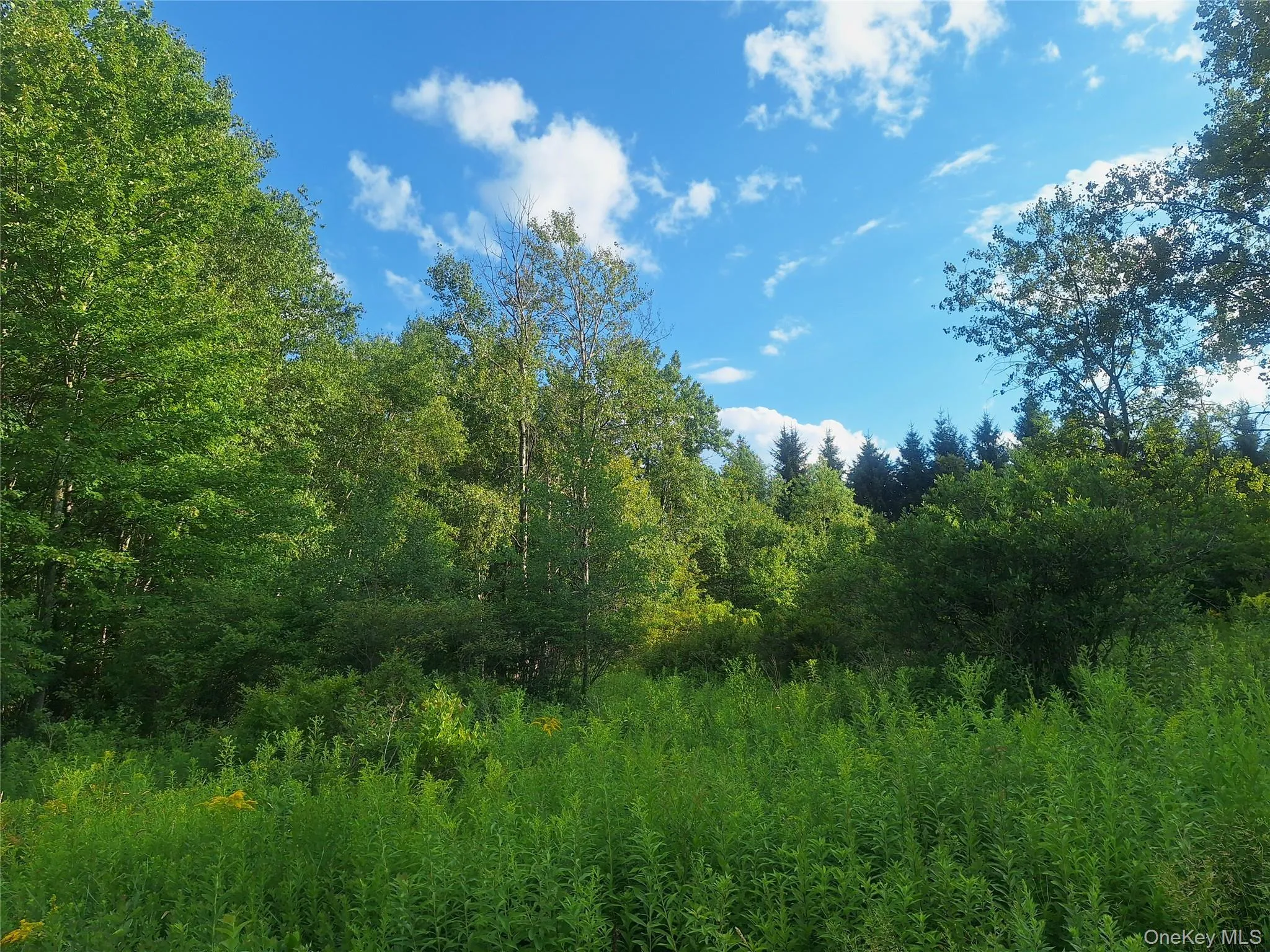 Burnt Ridge Road, Fallsburg, NY, ,Land,For Rent,Burnt Ridge,0,1035980 Burnt Ridge Road, Fallsburg, NY, ,Land,For Rent,Burnt Ridge,0,1035980