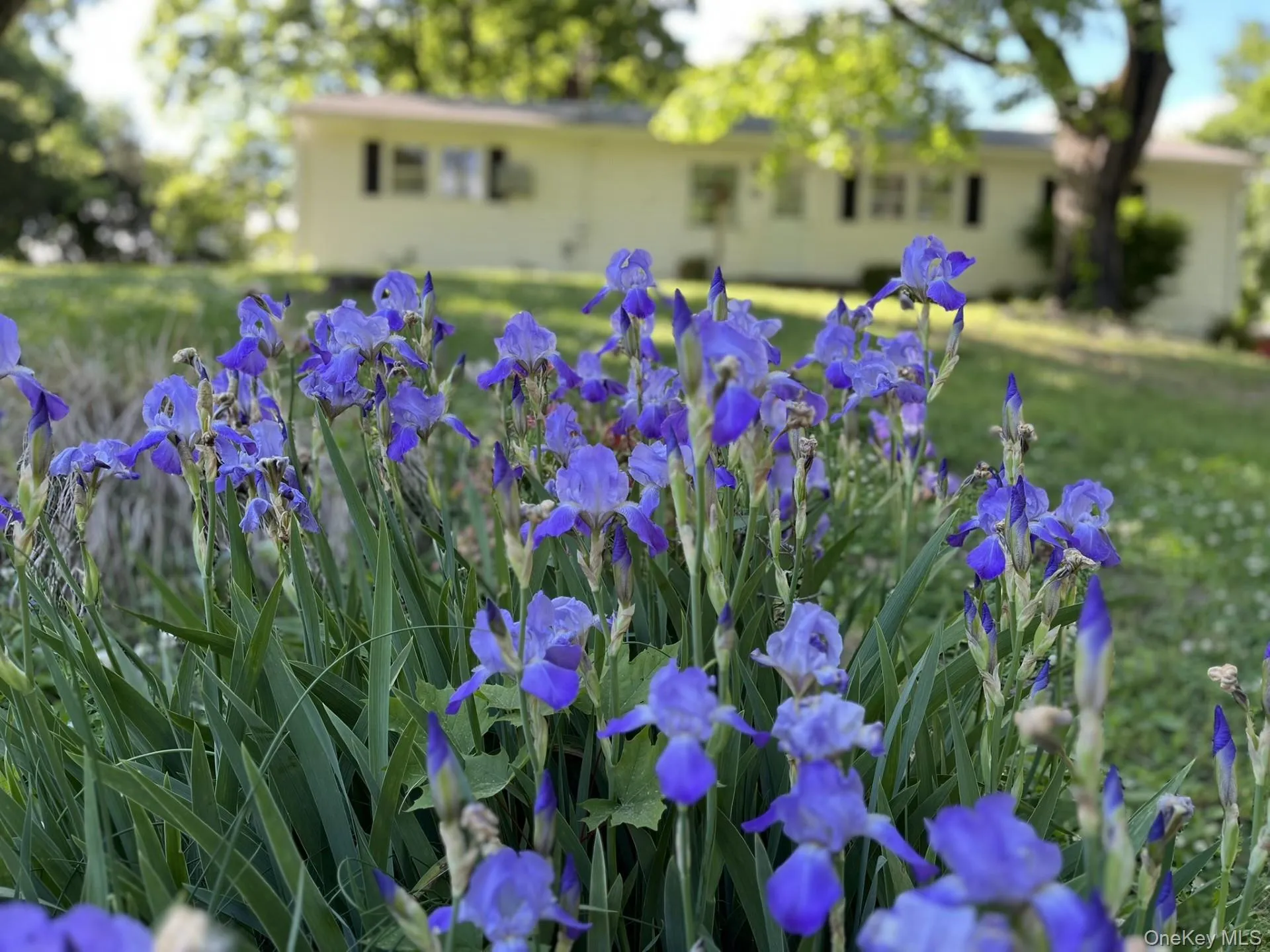 35 Hapeman Hill Road, Red Hook, NY, 4 Bedrooms Bedrooms, 10 Rooms Rooms,2 BathroomsBathrooms,Residential,For Rent,Hapeman Hill,0,1036173 35 Hapeman Hill Road, Red Hook, NY, 4 Bedrooms Bedrooms, 10 Rooms Rooms,2 BathroomsBathrooms,Residential,For Rent,Hapeman Hill,0,1036173
