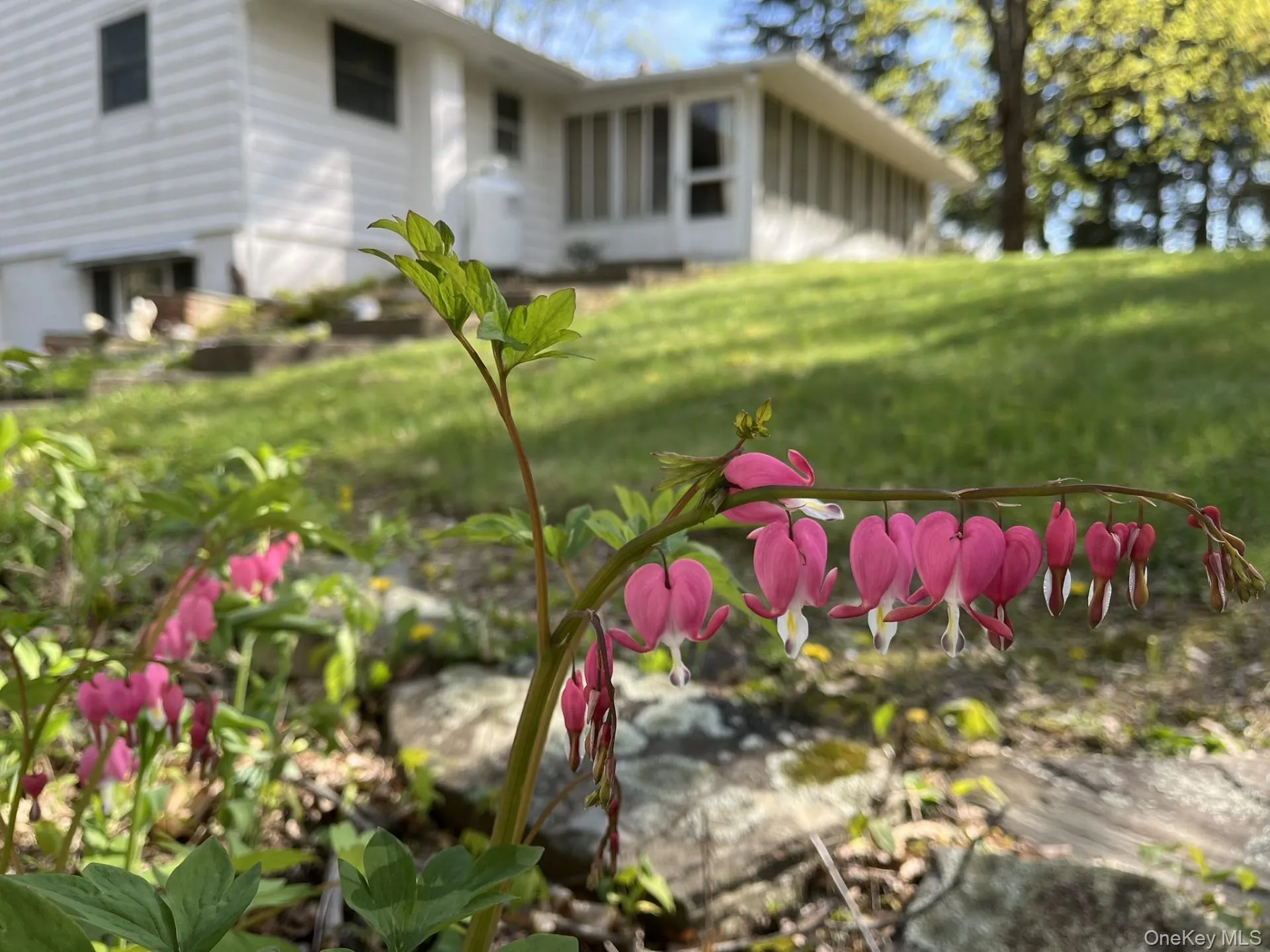 35 Hapeman Hill Road, Red Hook, NY, 4 Bedrooms Bedrooms, 10 Rooms Rooms,2 BathroomsBathrooms,Residential,For Rent,Hapeman Hill,0,1036173 35 Hapeman Hill Road, Red Hook, NY, 4 Bedrooms Bedrooms, 10 Rooms Rooms,2 BathroomsBathrooms,Residential,For Rent,Hapeman Hill,0,1036173
