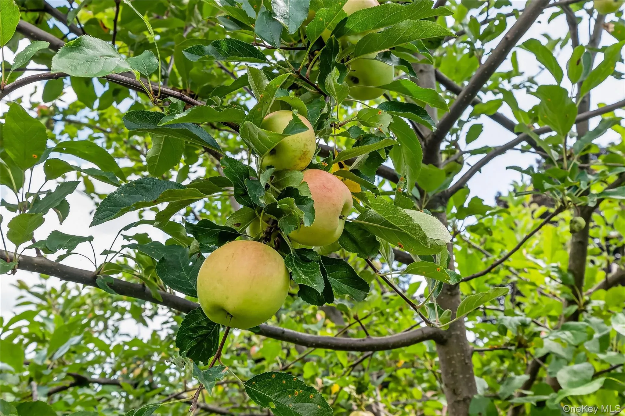Apple tree Apple tree