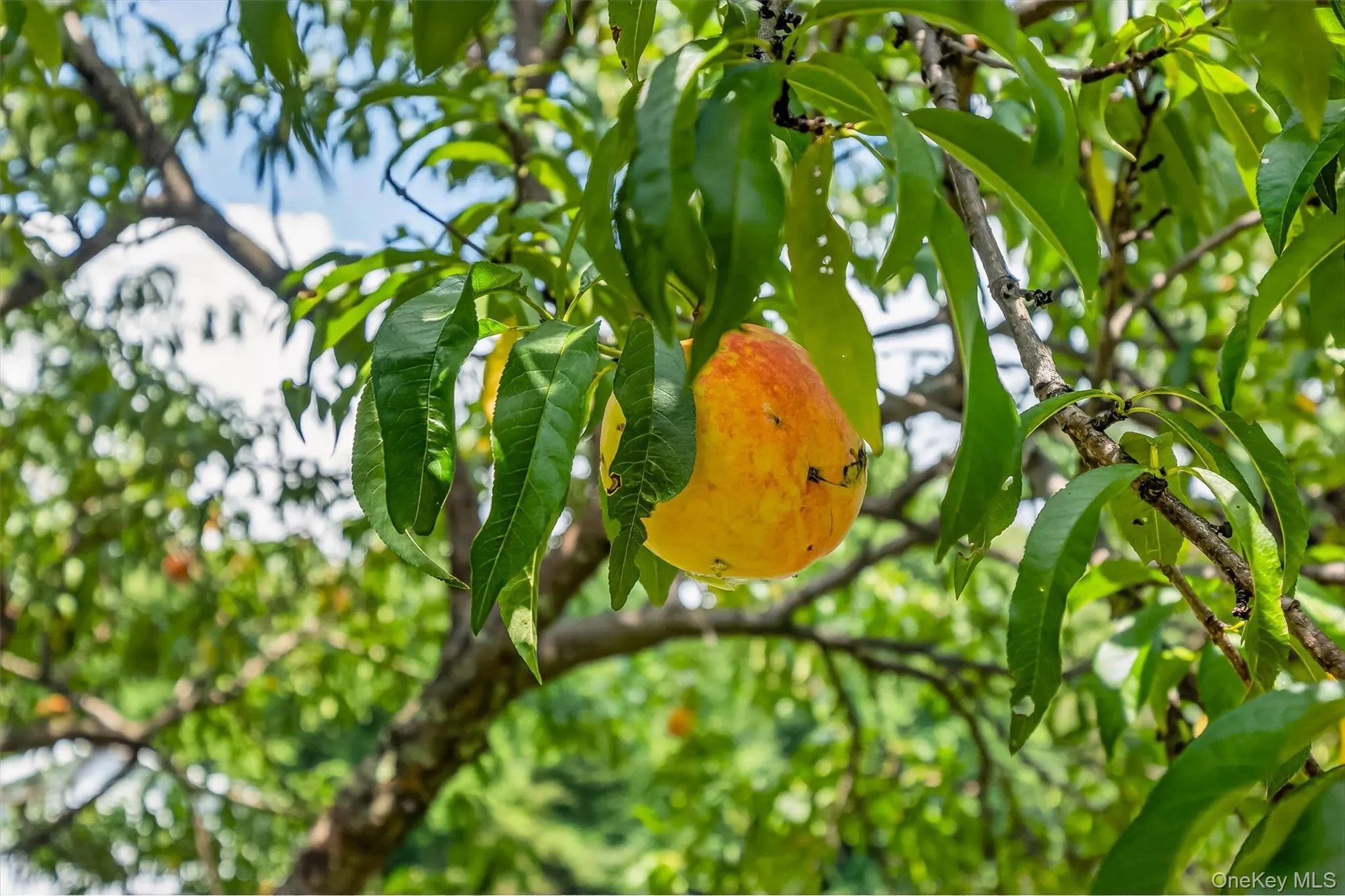Peach tree Peach tree