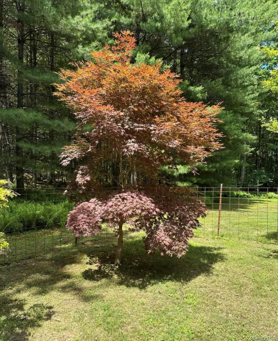 99 Van Tine Road, Rochester, NY, 3 Bedrooms Bedrooms, 6 Rooms Rooms,3 BathroomsBathrooms,Residential,For Rent,Van Tine,0,1036518 99 Van Tine Road, Rochester, NY, 3 Bedrooms Bedrooms, 6 Rooms Rooms,3 BathroomsBathrooms,Residential,For Rent,Van Tine,0,1036518
