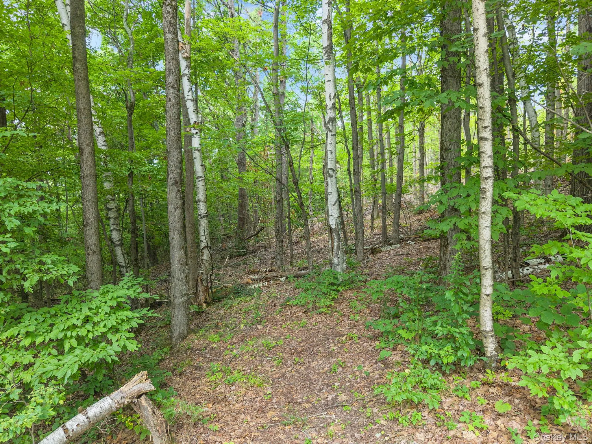 567 Cotton Hill Rd Middleburgh NY, Out Of Area, NY, 3 Bedrooms Bedrooms, 9 Rooms Rooms,2 BathroomsBathrooms,Residential,For Rent,Cotton Hill Rd Middleburgh NY,0,1036566 567 Cotton Hill Rd Middleburgh NY, Out Of Area, NY, 3 Bedrooms Bedrooms, 9 Rooms Rooms,2 BathroomsBathrooms,Residential,For Rent,Cotton Hill Rd Middleburgh NY,0,1036566