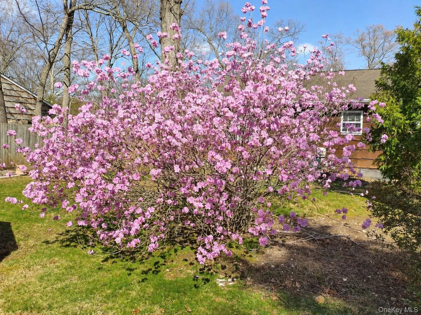Korean Azalea Blooming in Early April Korean Azalea Blooming in Early April